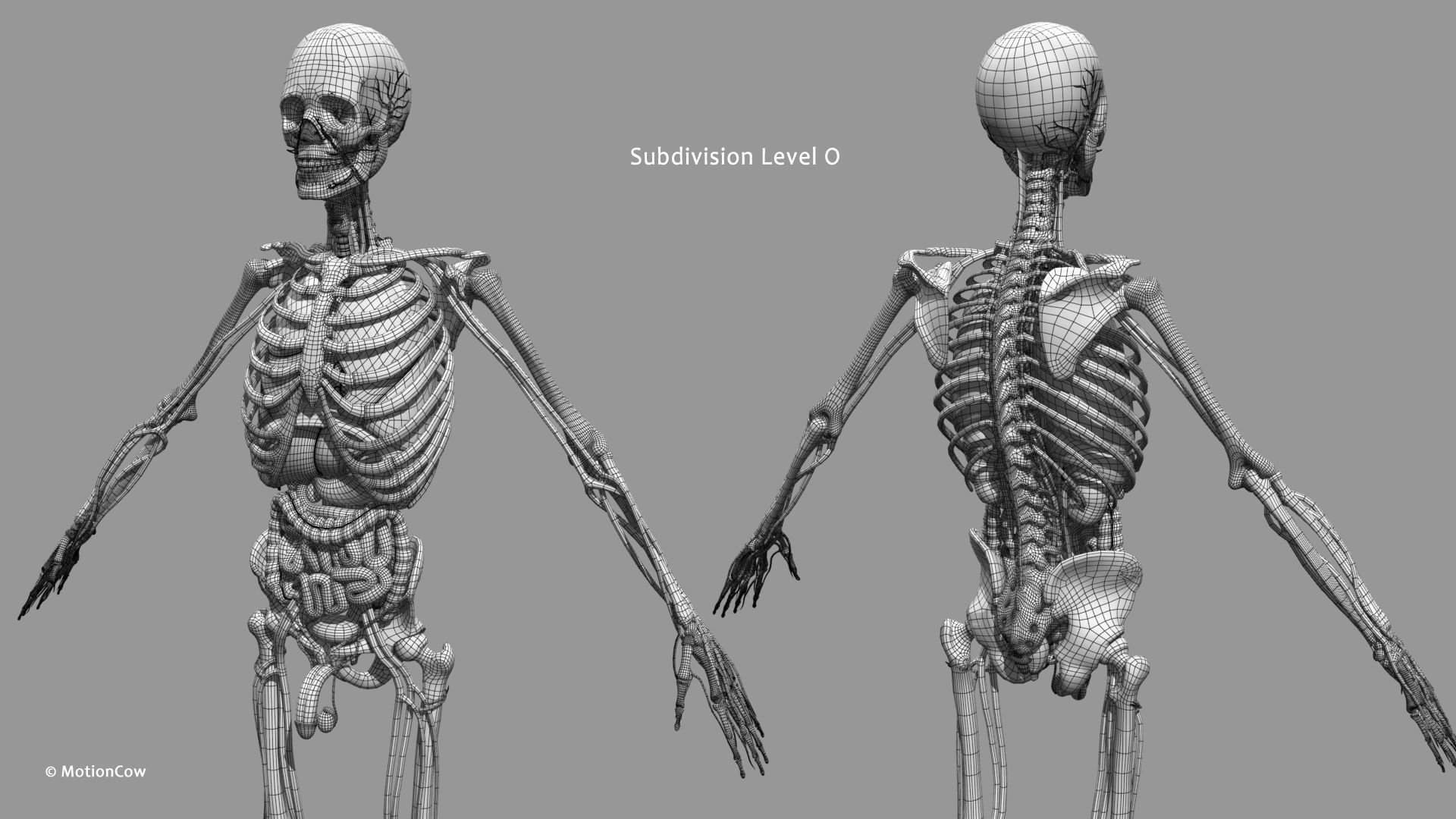 Ultimate Male Anatomy PRO V2 - Advanced Rig w Animation 3D model_54