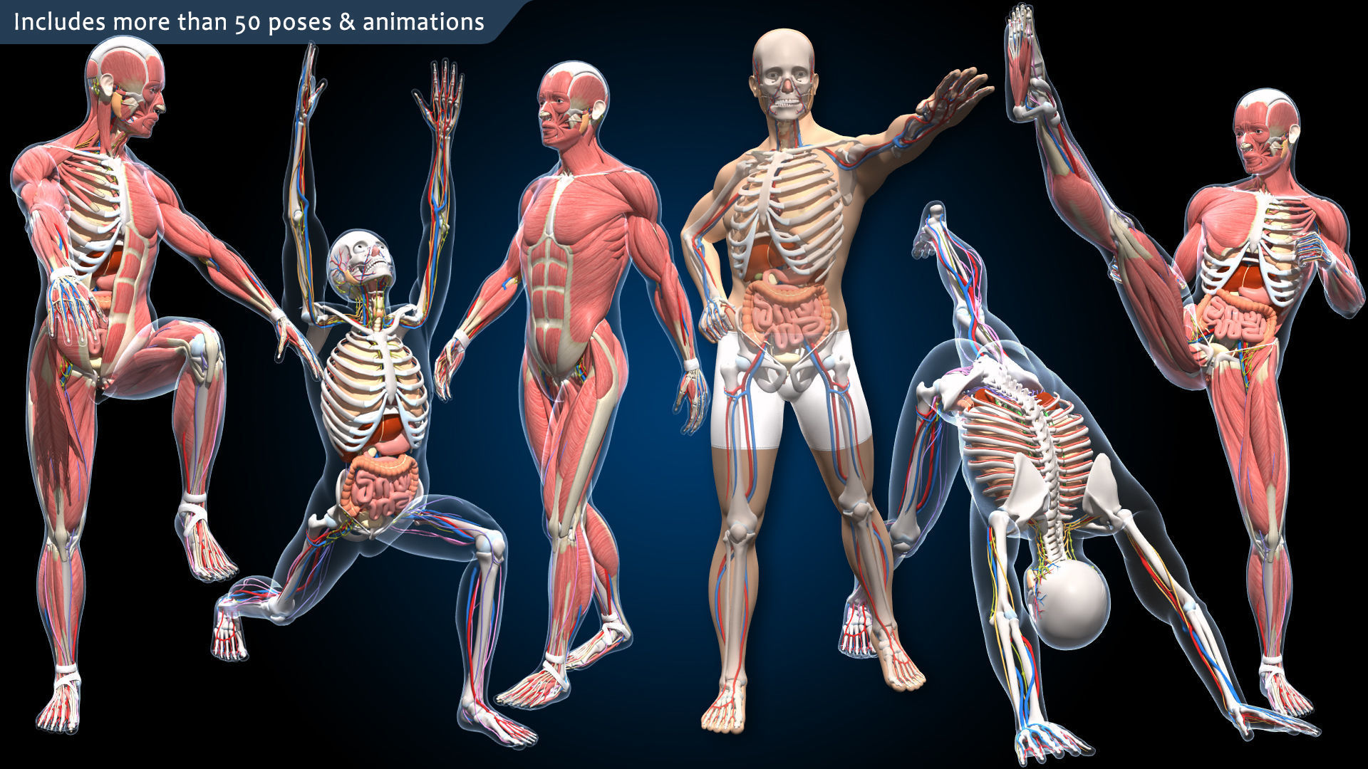 Ultimate Male Anatomy PRO V2 - Advanced Rig w Animation 3D model_3
