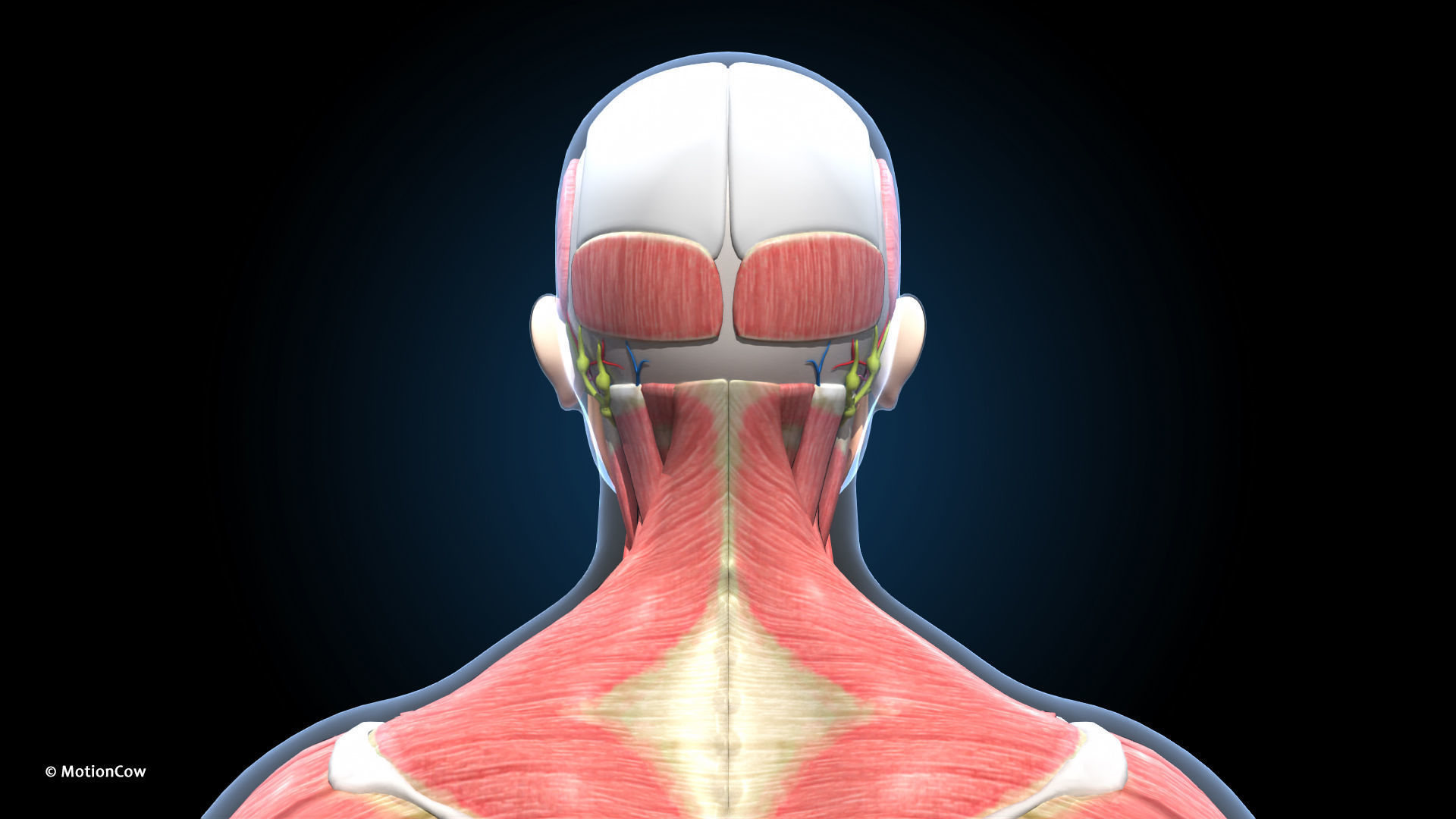 Ultimate Male Anatomy PRO V2 - Advanced Rig w Animation 3D model_22