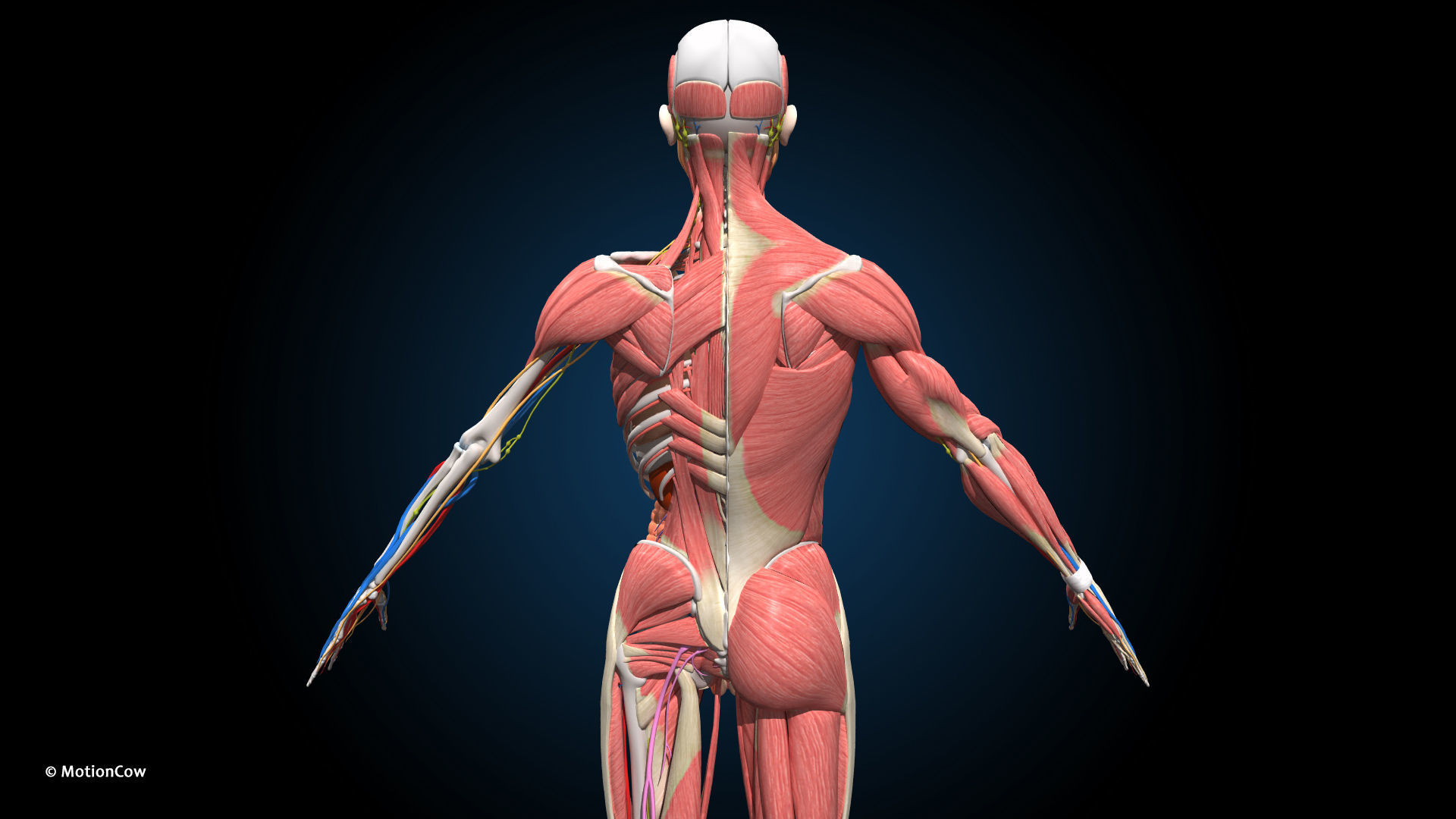 Ultimate Male Anatomy PRO V2 - Advanced Rig w Animation 3D model_10