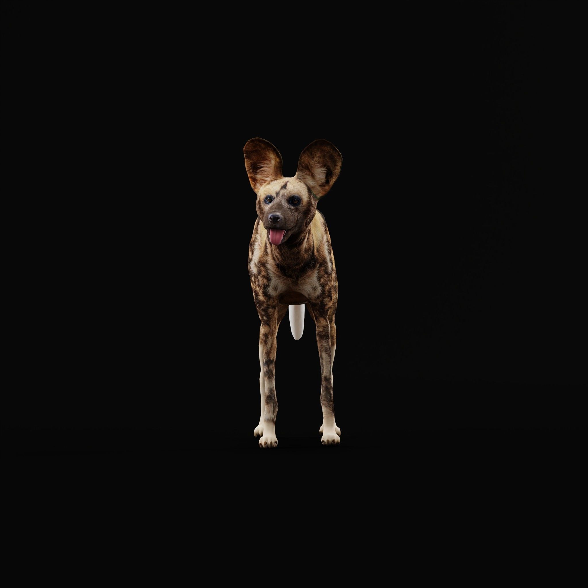 African Wild Dog Low-poly 3D model_26