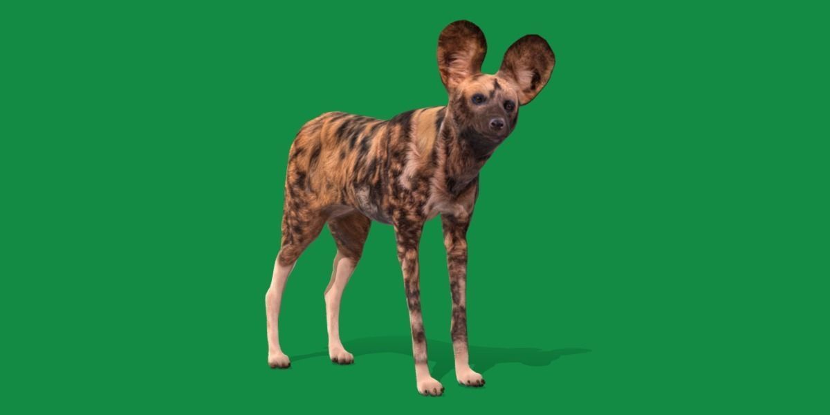 African Wild Dog Low-poly 3D model_2