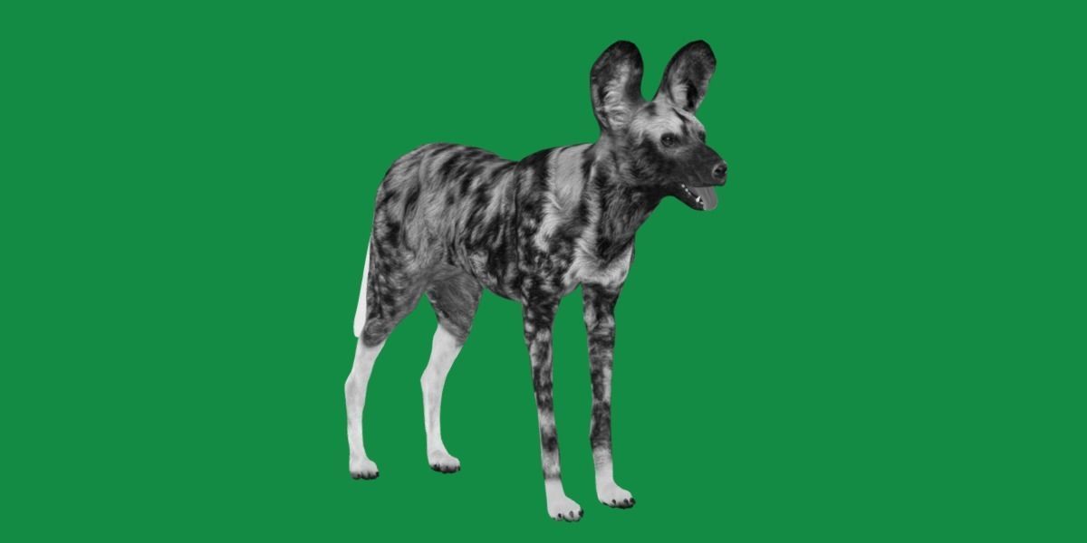 African Wild Dog Low-poly 3D model_3