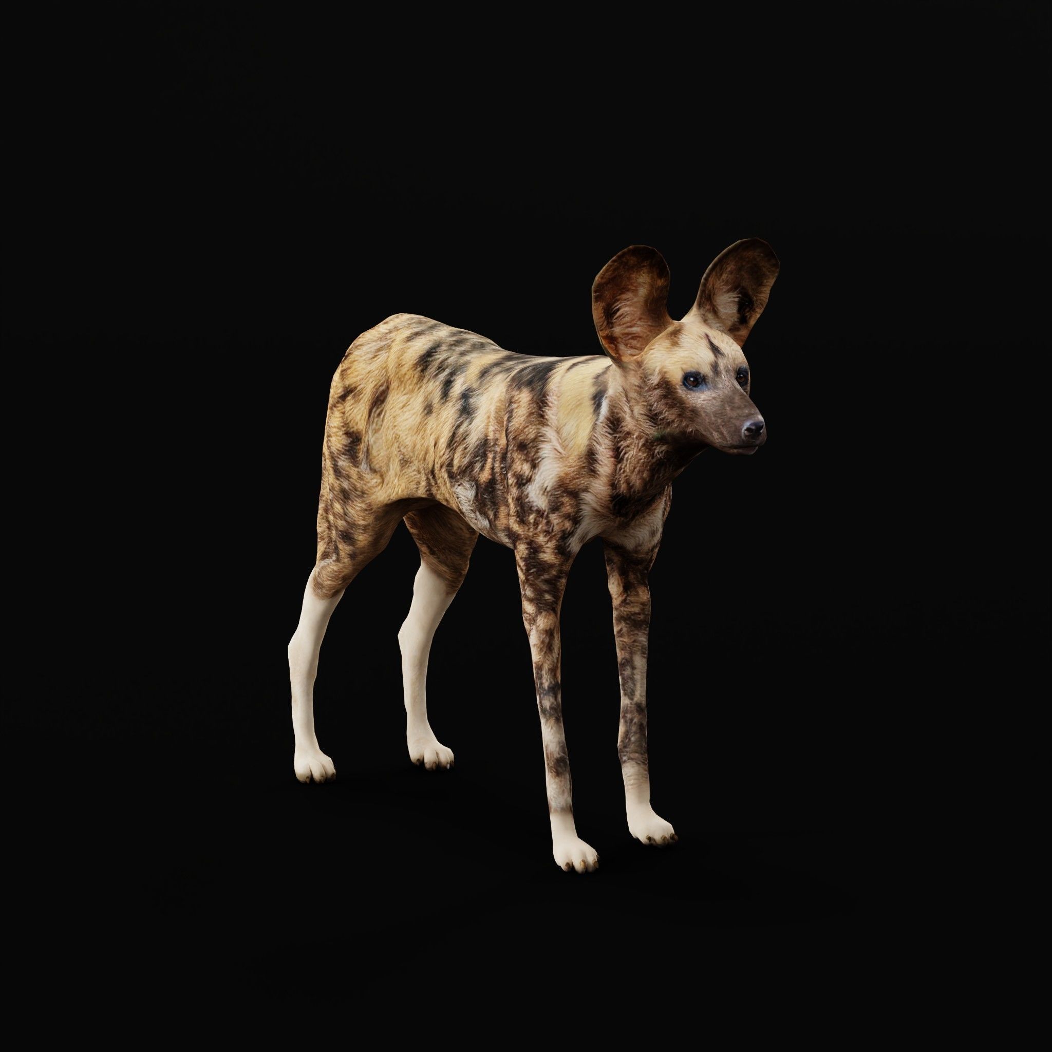 African Wild Dog Low-poly 3D model_30