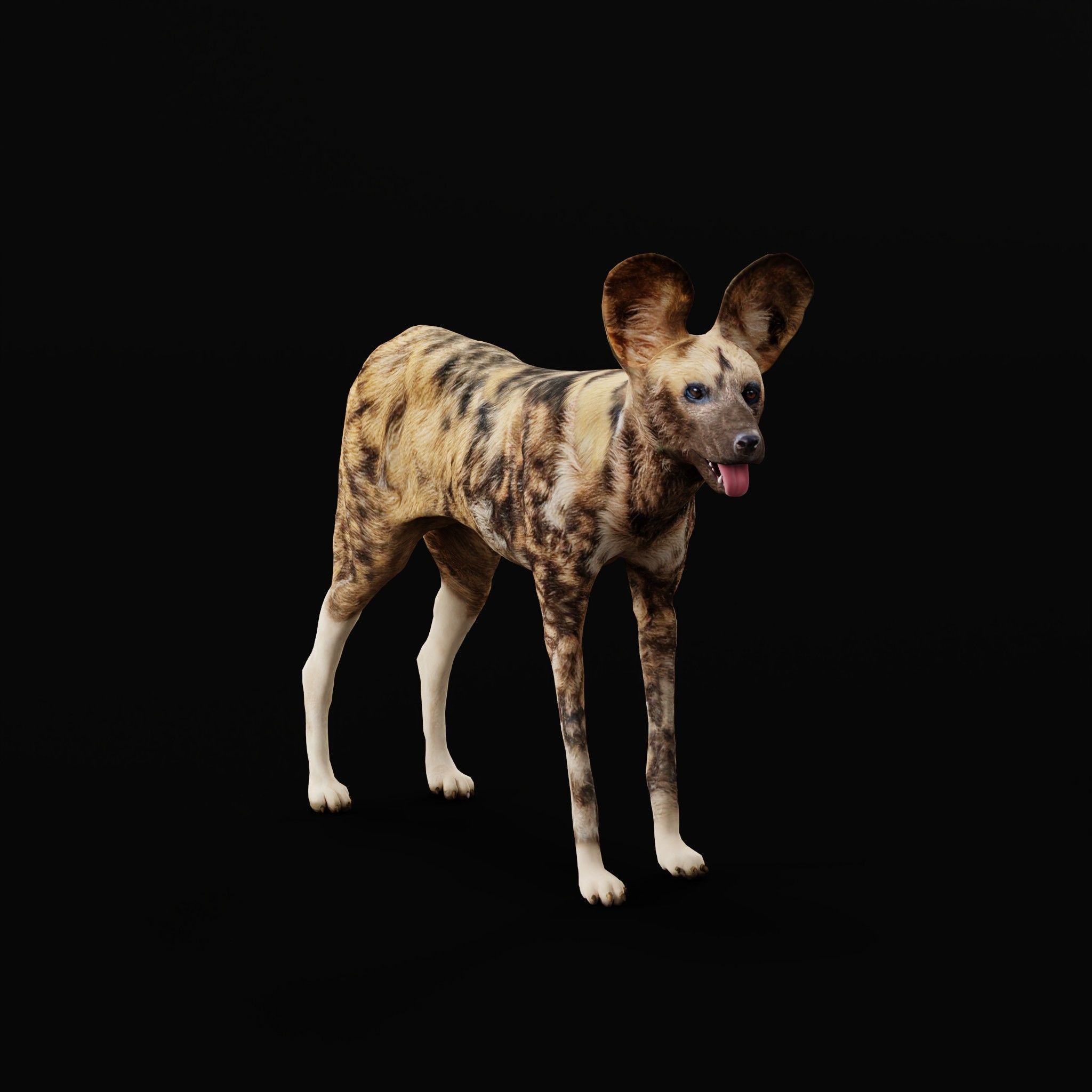 African Wild Dog Low-poly 3D model_25