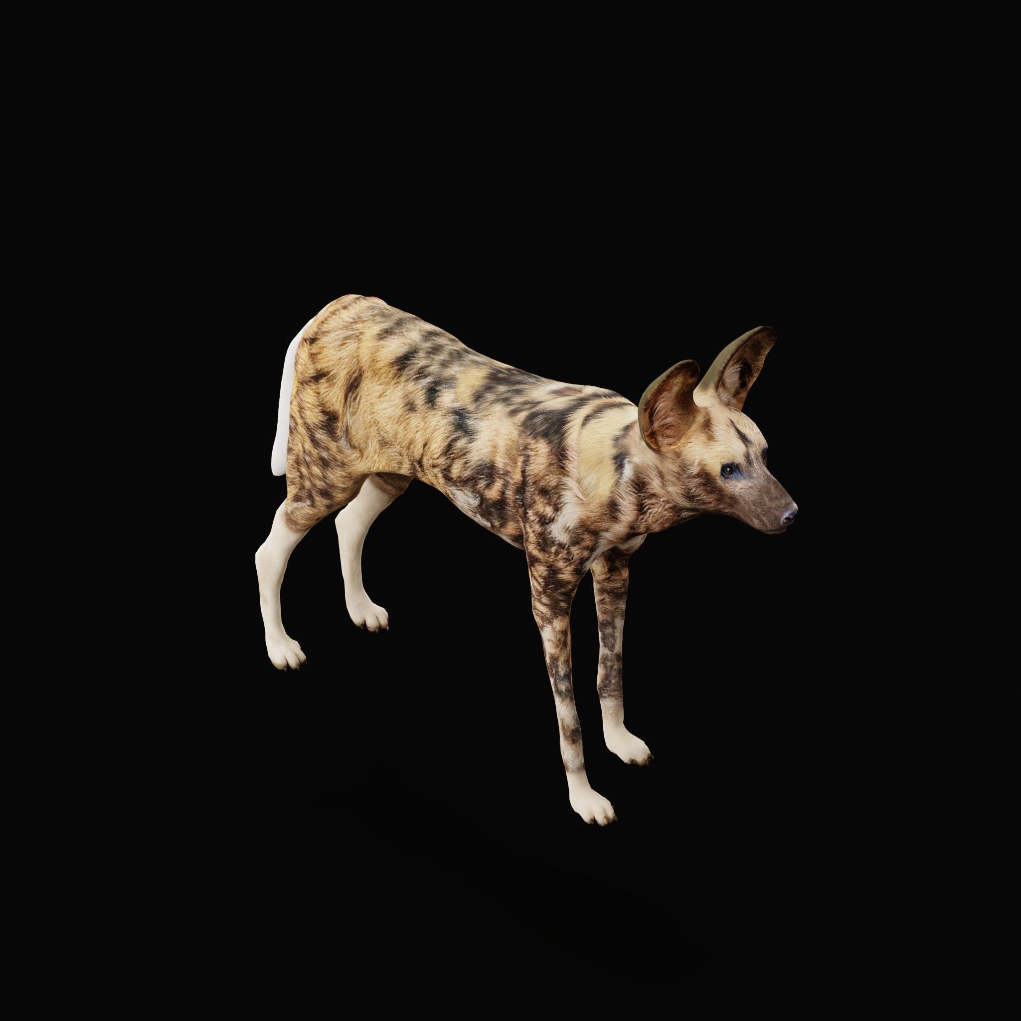 African Wild Dog Low-poly 3D model_29
