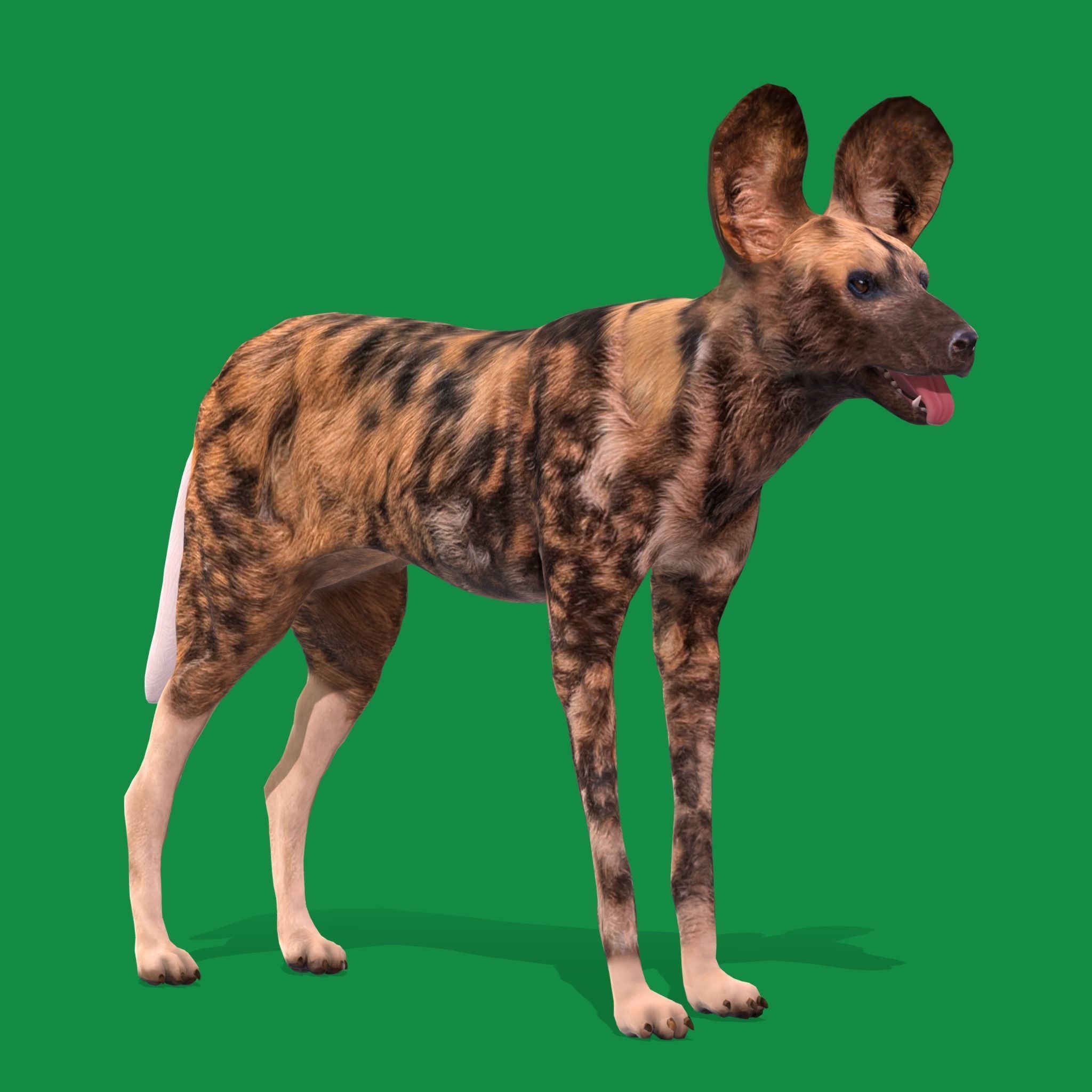 African Wild Dog Low-poly 3D model_15