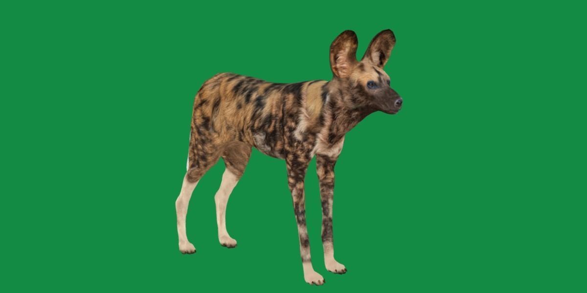 African Wild Dog Low-poly 3D model_17