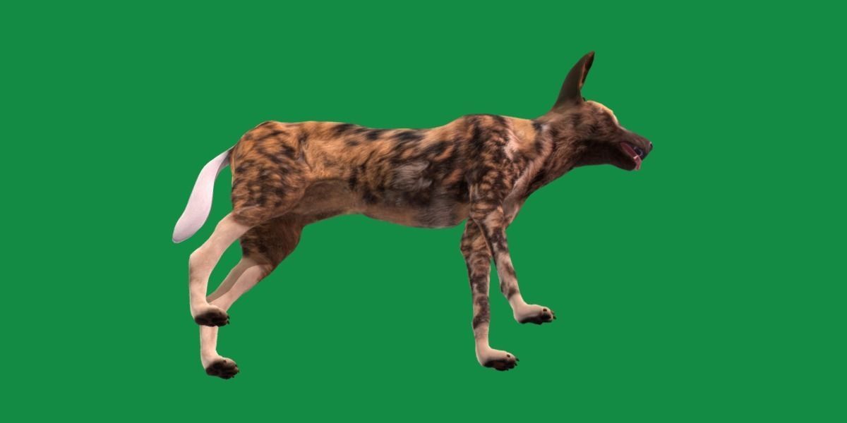 African Wild Dog Low-poly 3D model_5