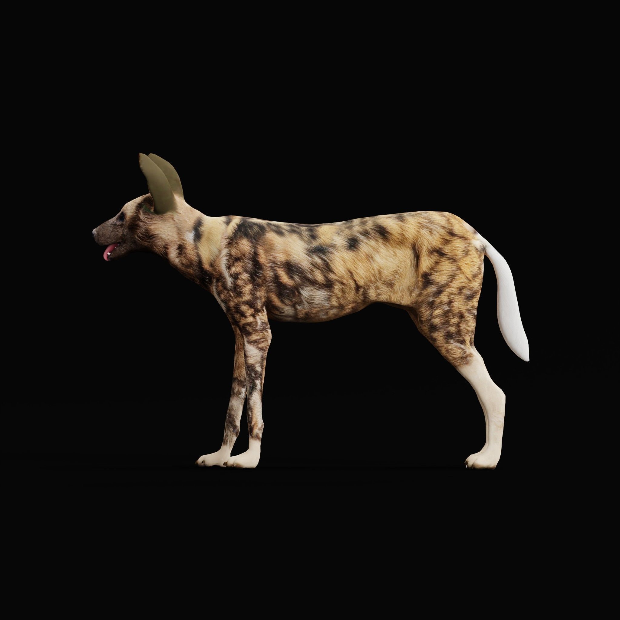 African Wild Dog Low-poly 3D model_27