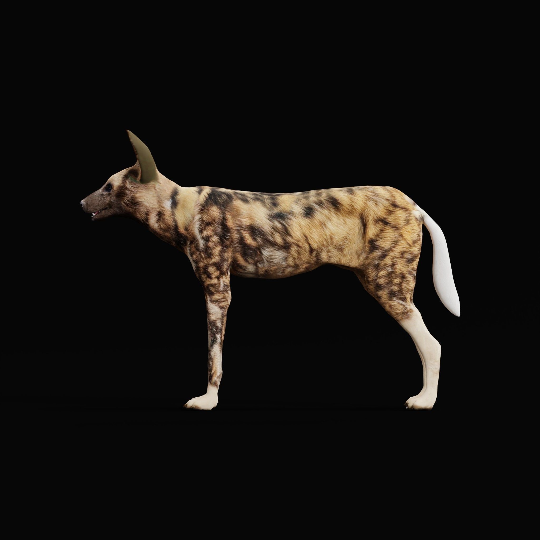 African Wild Dog Low-poly 3D model_32