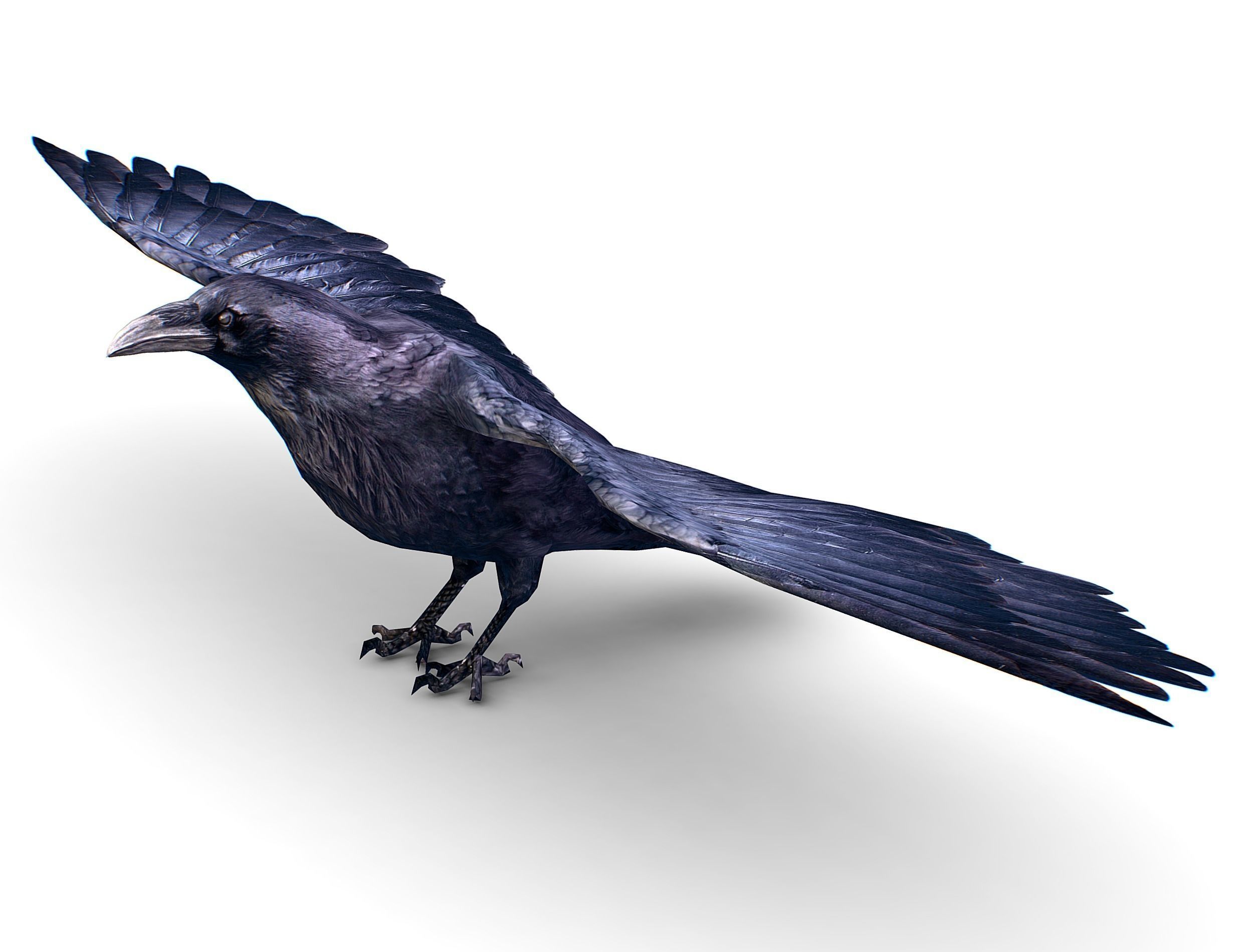 Low Poly Black Raven Wild Bird Crow Low-poly 3D model_18