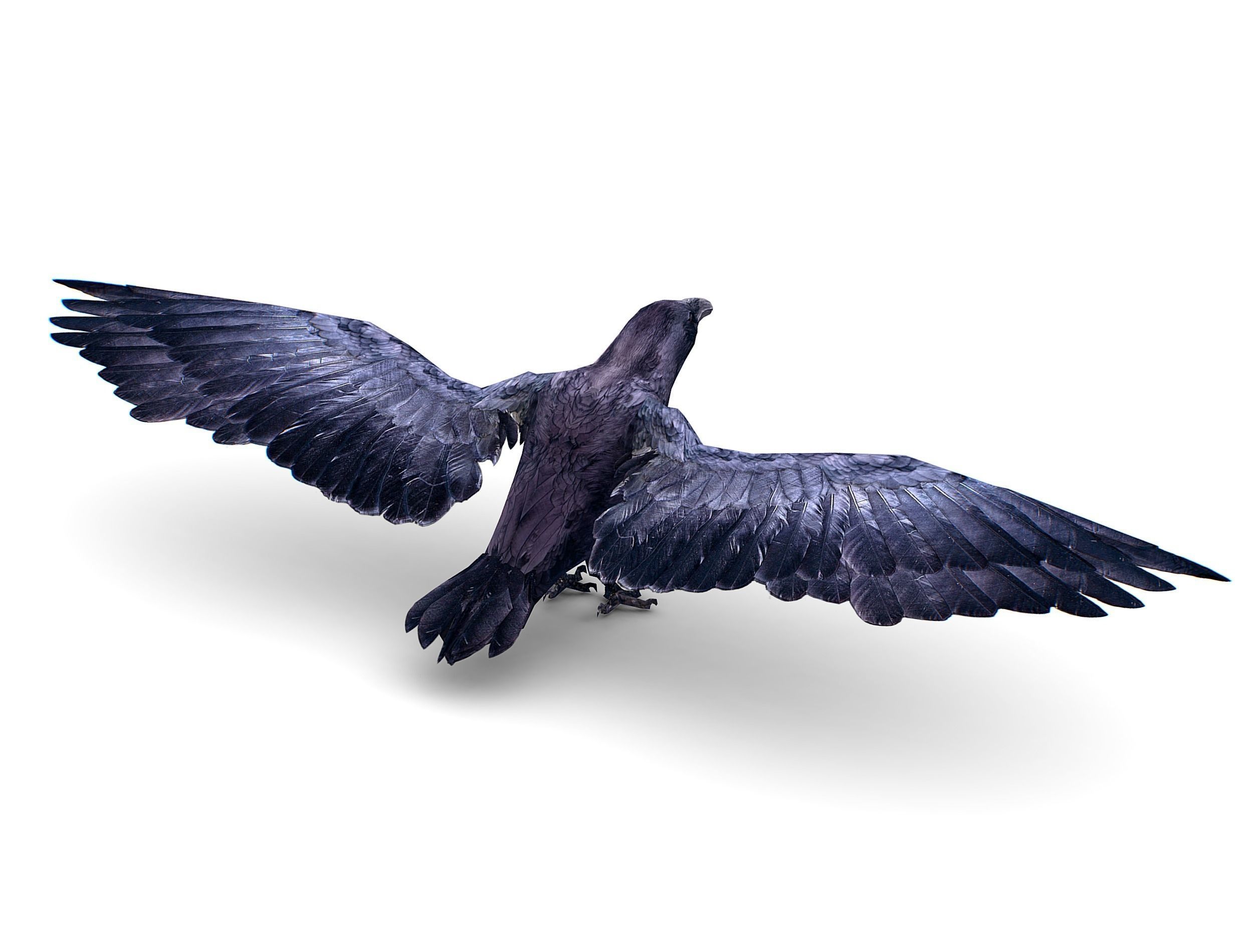 Low Poly Black Raven Wild Bird Crow Low-poly 3D model_8