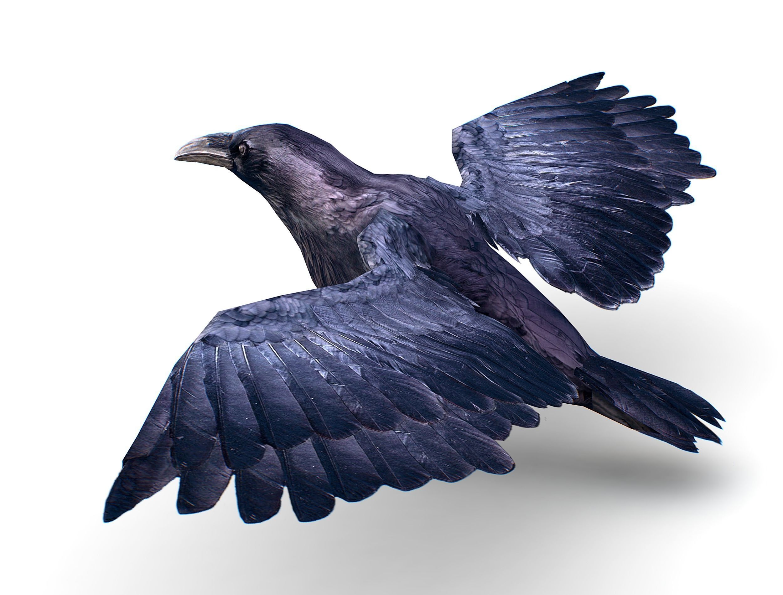 Low Poly Black Raven Wild Bird Crow Low-poly 3D model_14