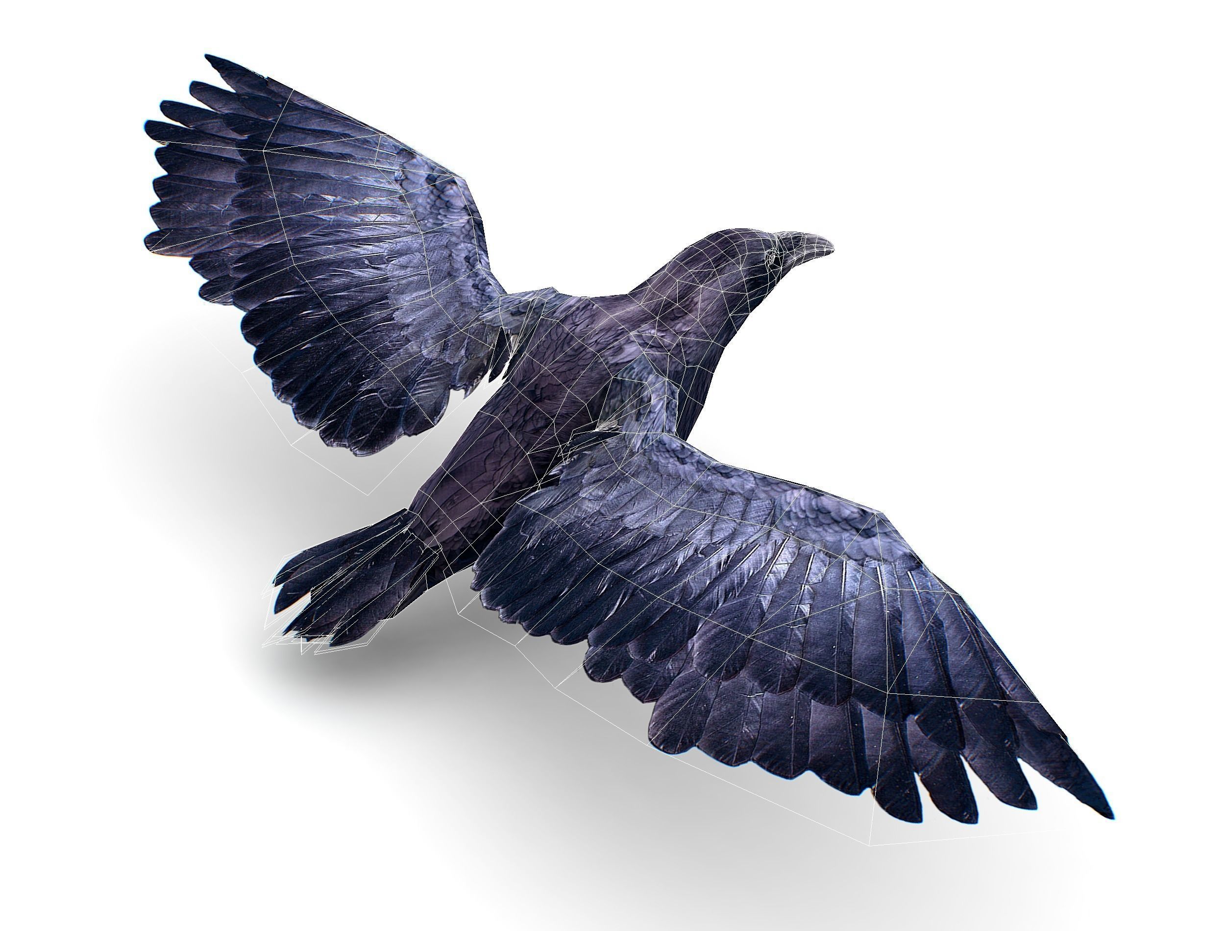 Low Poly Black Raven Wild Bird Crow Low-poly 3D model_30