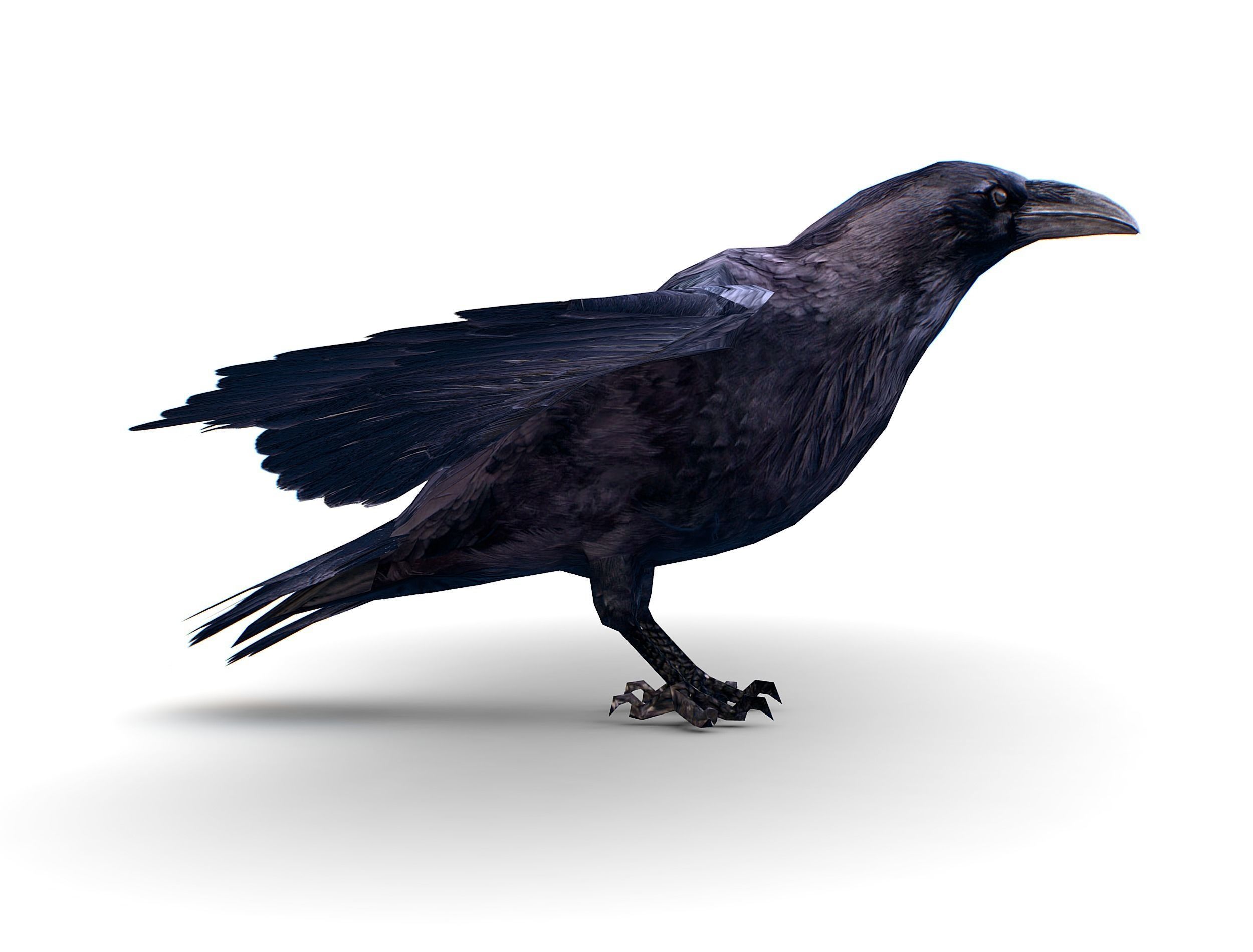 Low Poly Black Raven Wild Bird Crow Low-poly 3D model_21