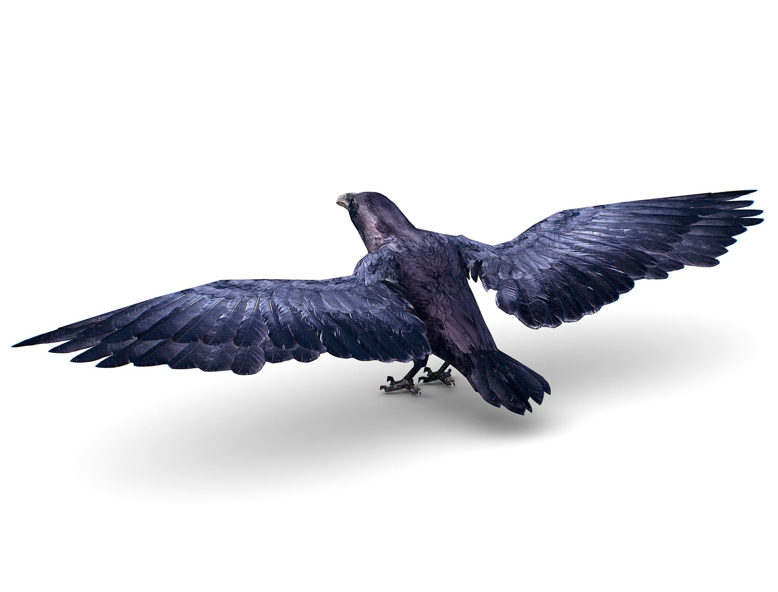 Low Poly Black Raven Wild Bird Crow Low-poly 3D model_12