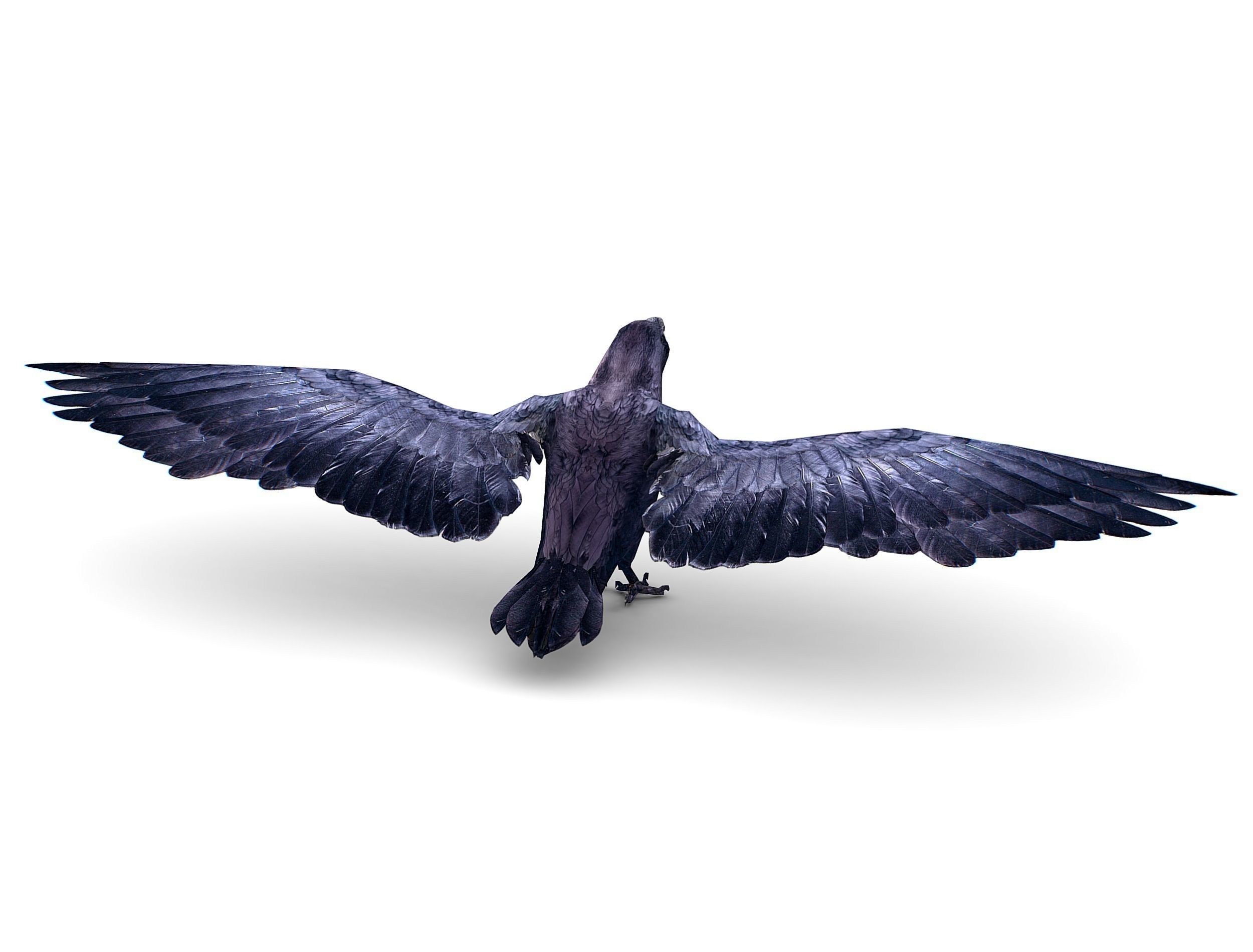 Low Poly Black Raven Wild Bird Crow Low-poly 3D model_10