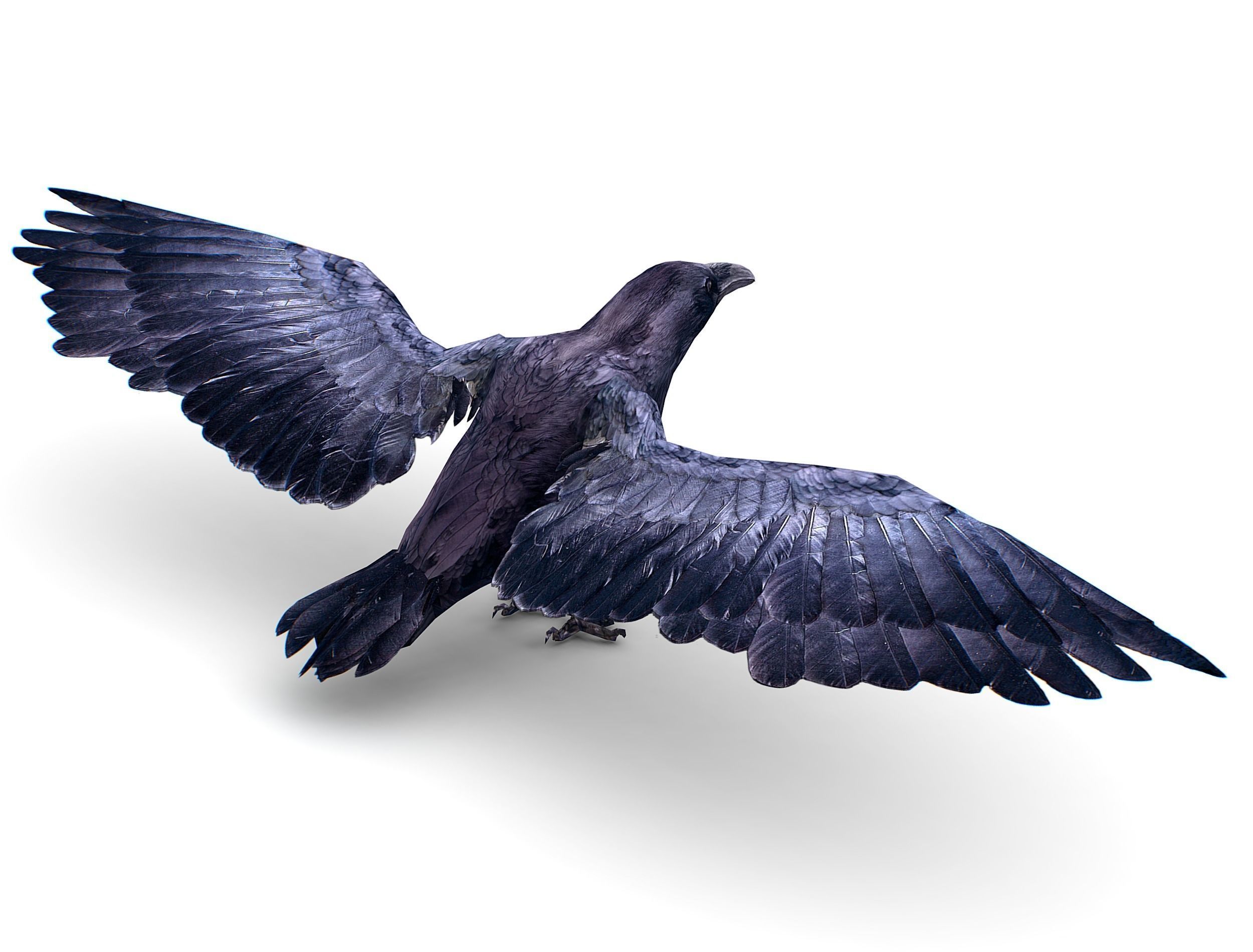 Low Poly Black Raven Wild Bird Crow Low-poly 3D model_7