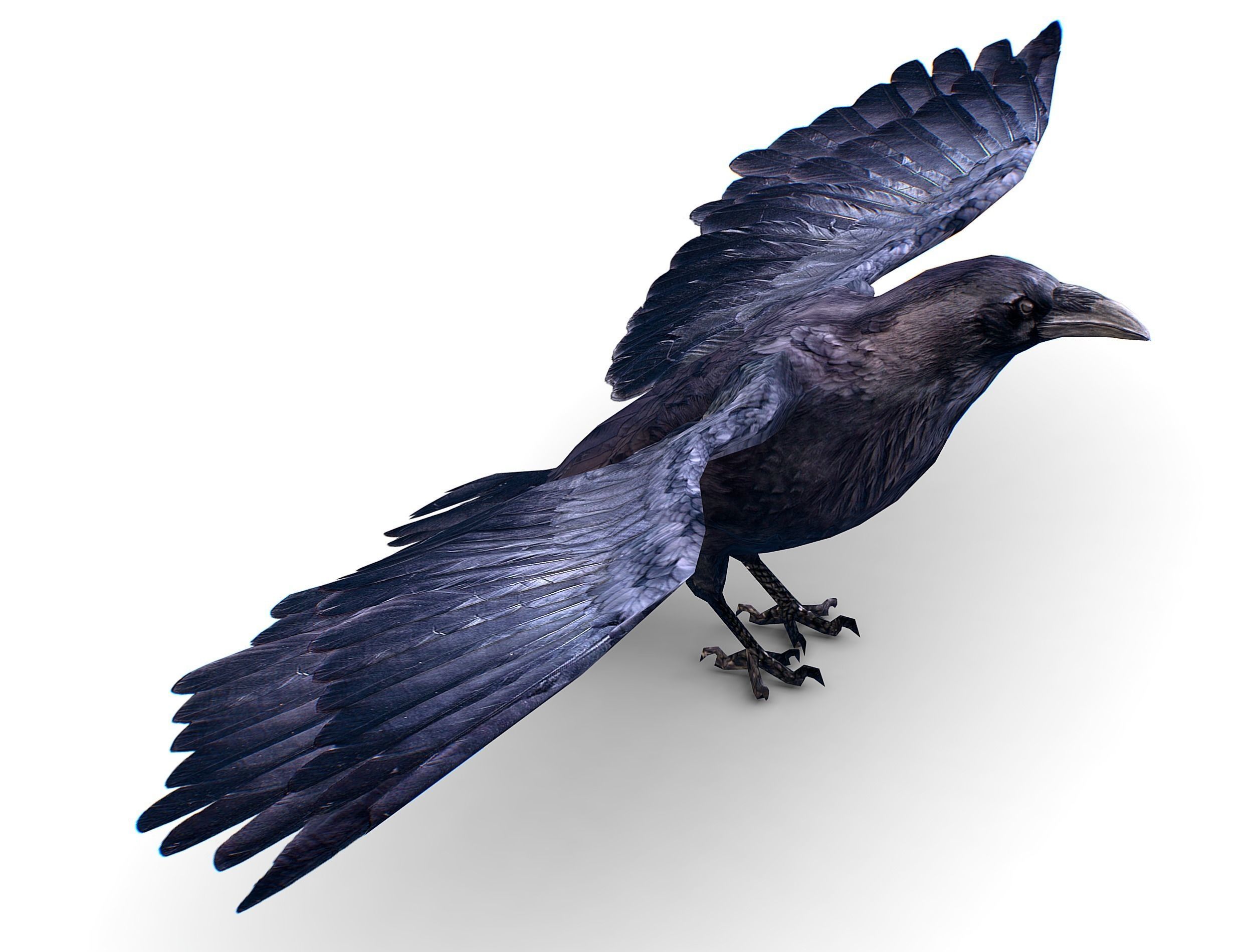 Low Poly Black Raven Wild Bird Crow Low-poly 3D model_2