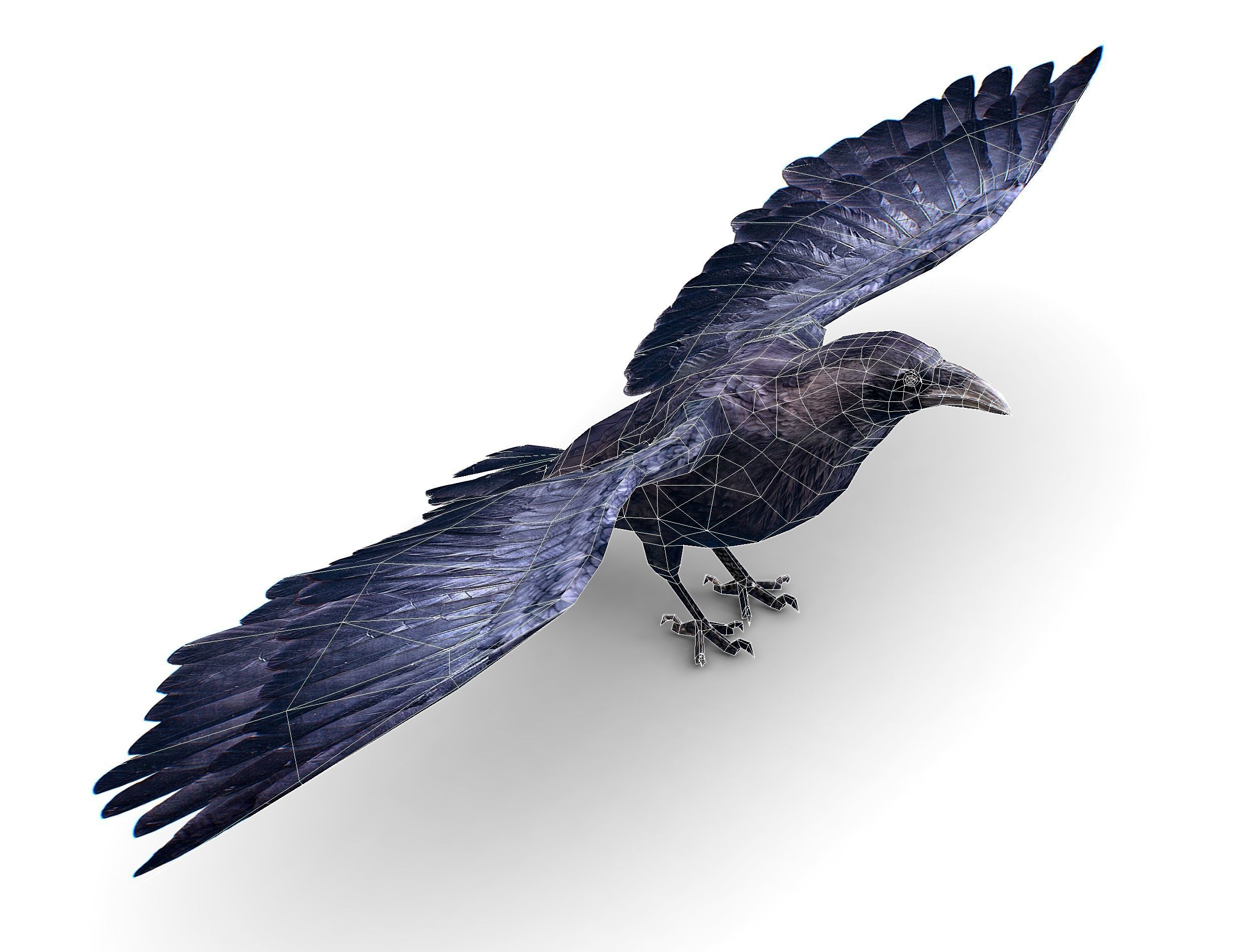 Low Poly Black Raven Wild Bird Crow Low-poly 3D model_28