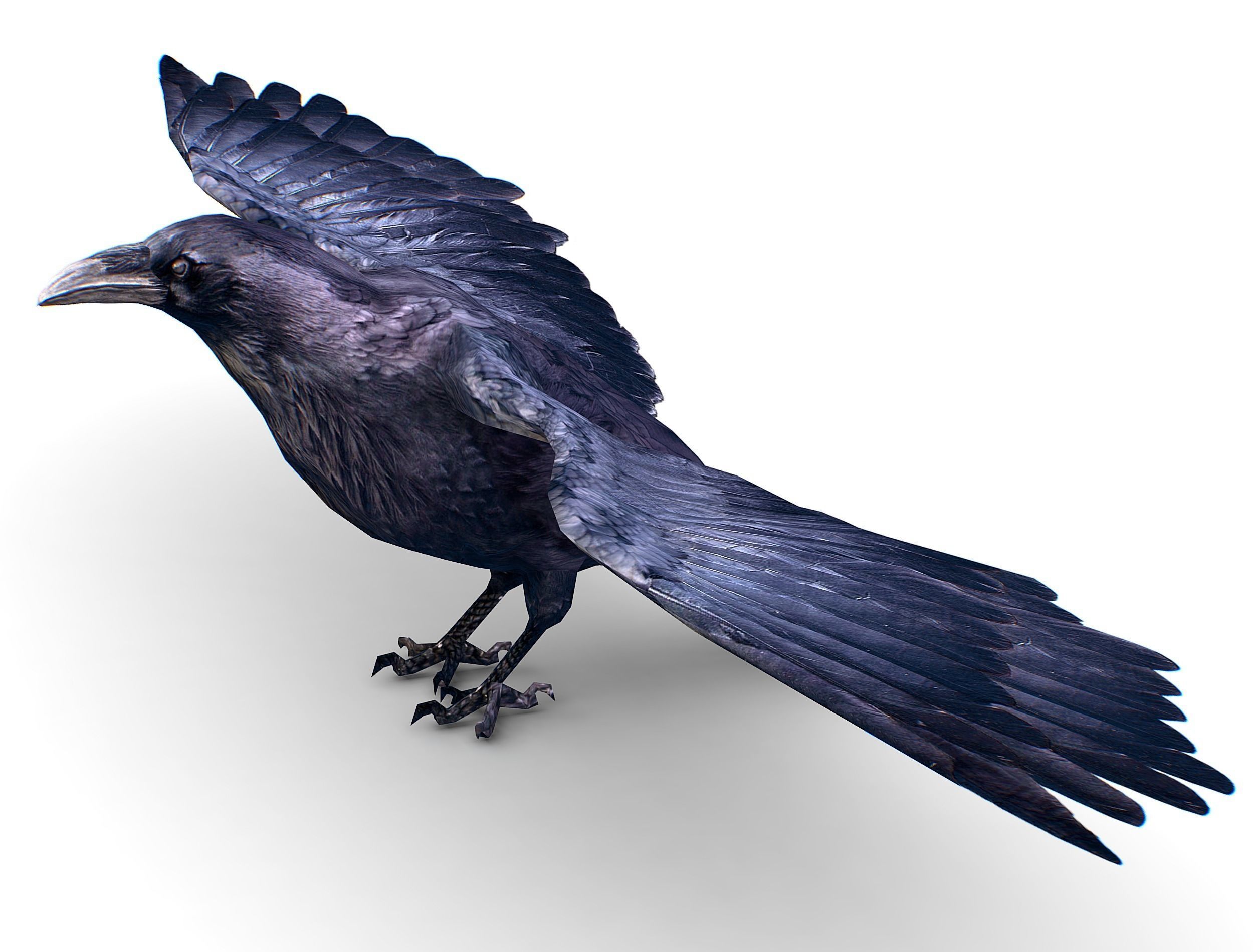Low Poly Black Raven Wild Bird Crow Low-poly 3D model_17