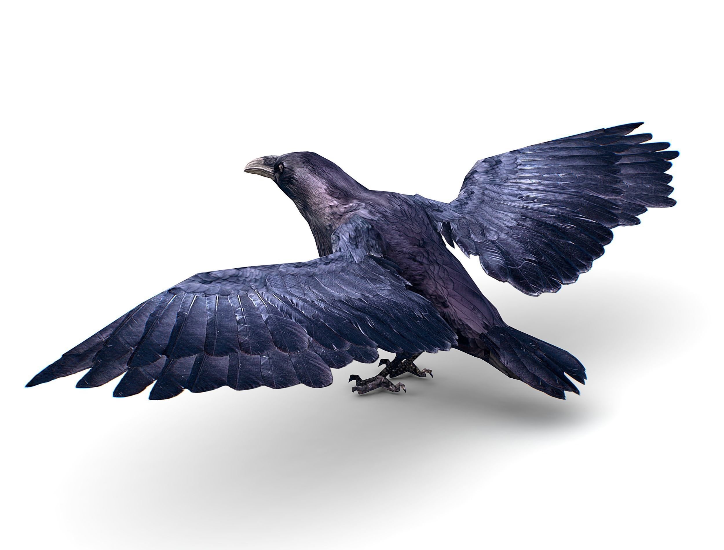 Low Poly Black Raven Wild Bird Crow Low-poly 3D model_13