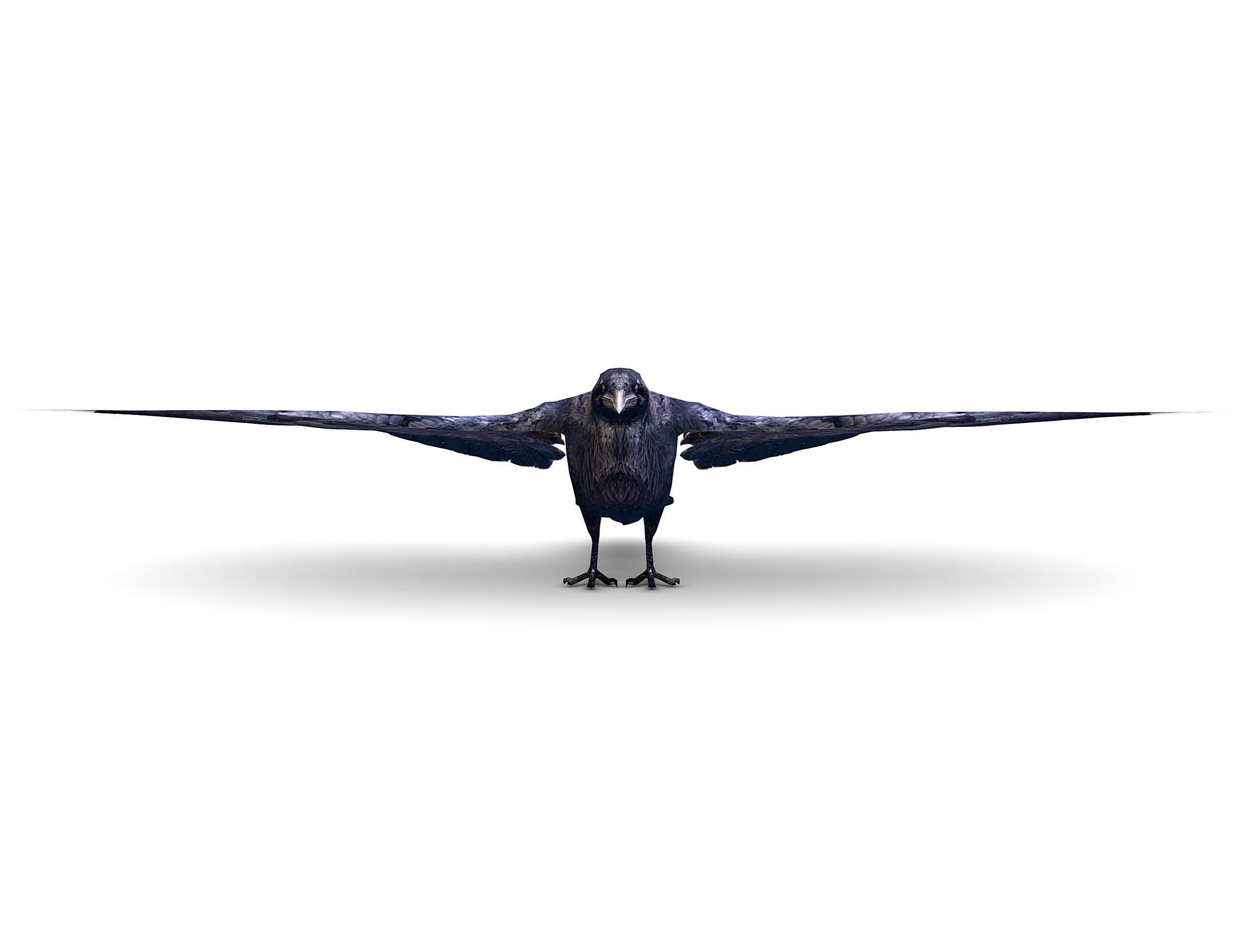 Low Poly Black Raven Wild Bird Crow Low-poly 3D model_20