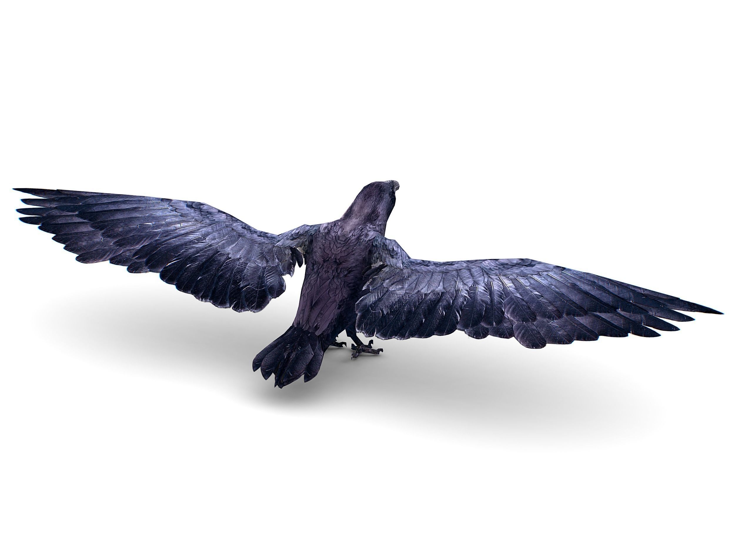 Low Poly Black Raven Wild Bird Crow Low-poly 3D model_9