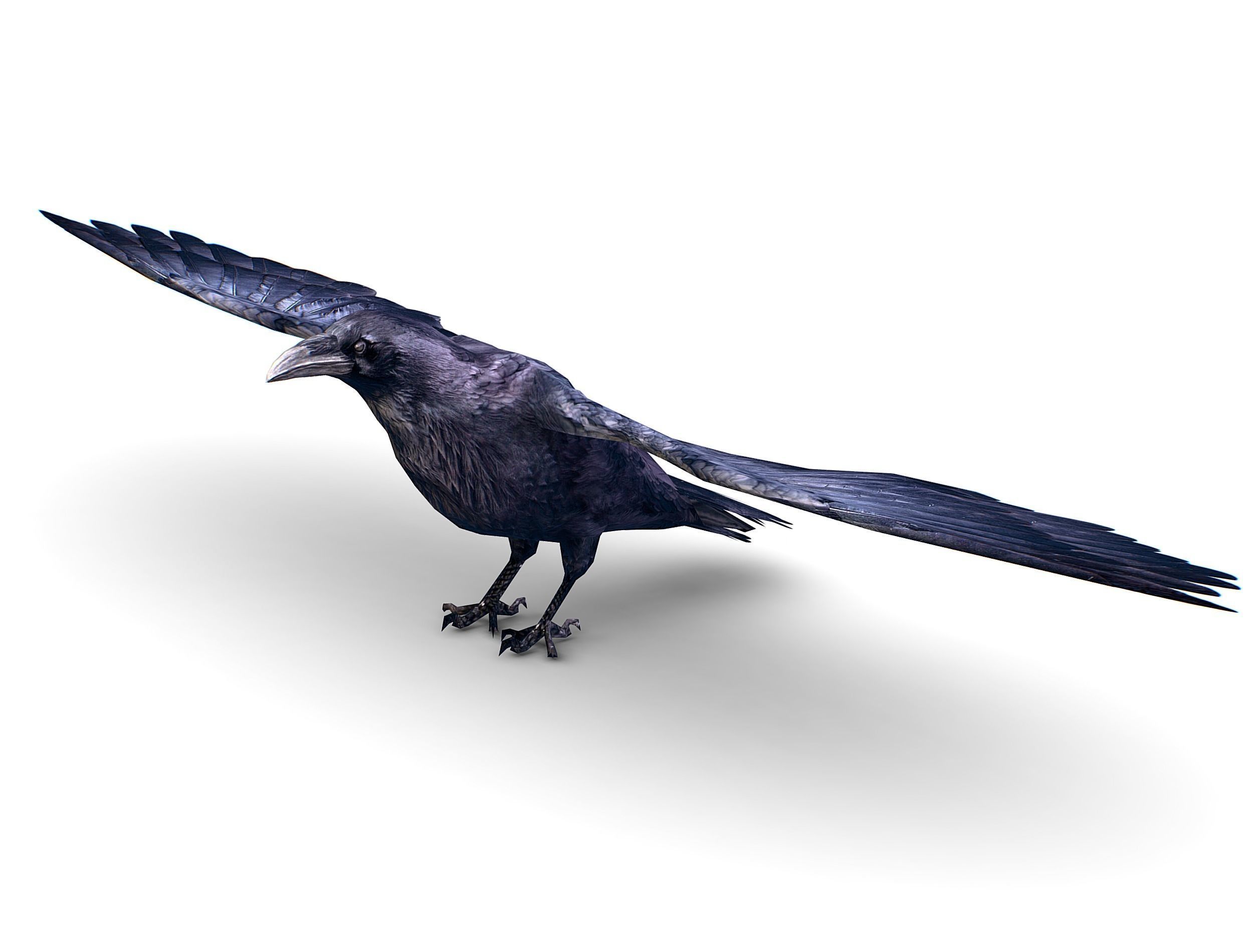 Low Poly Black Raven Wild Bird Crow Low-poly 3D model_19