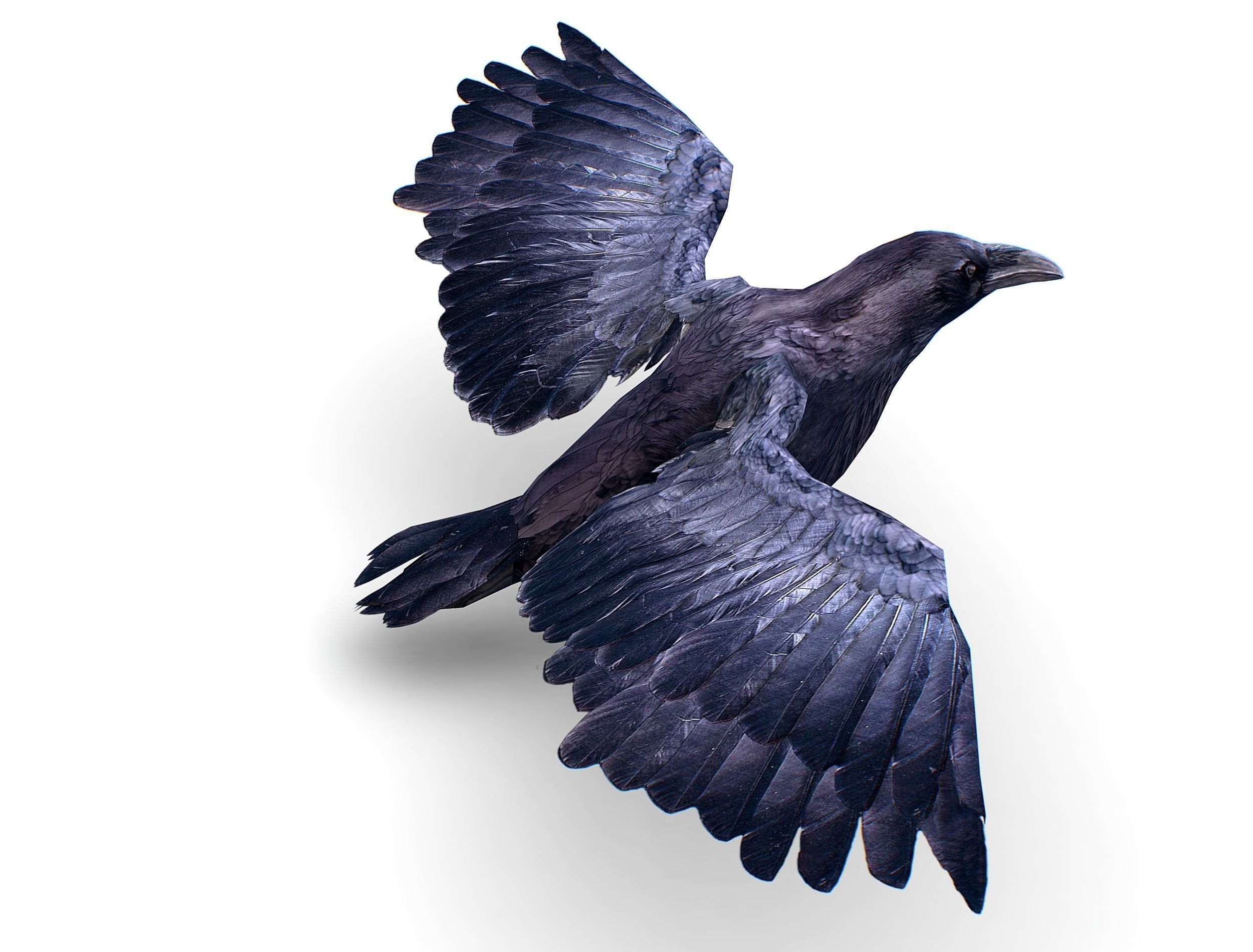 Low Poly Black Raven Wild Bird Crow Low-poly 3D model_4