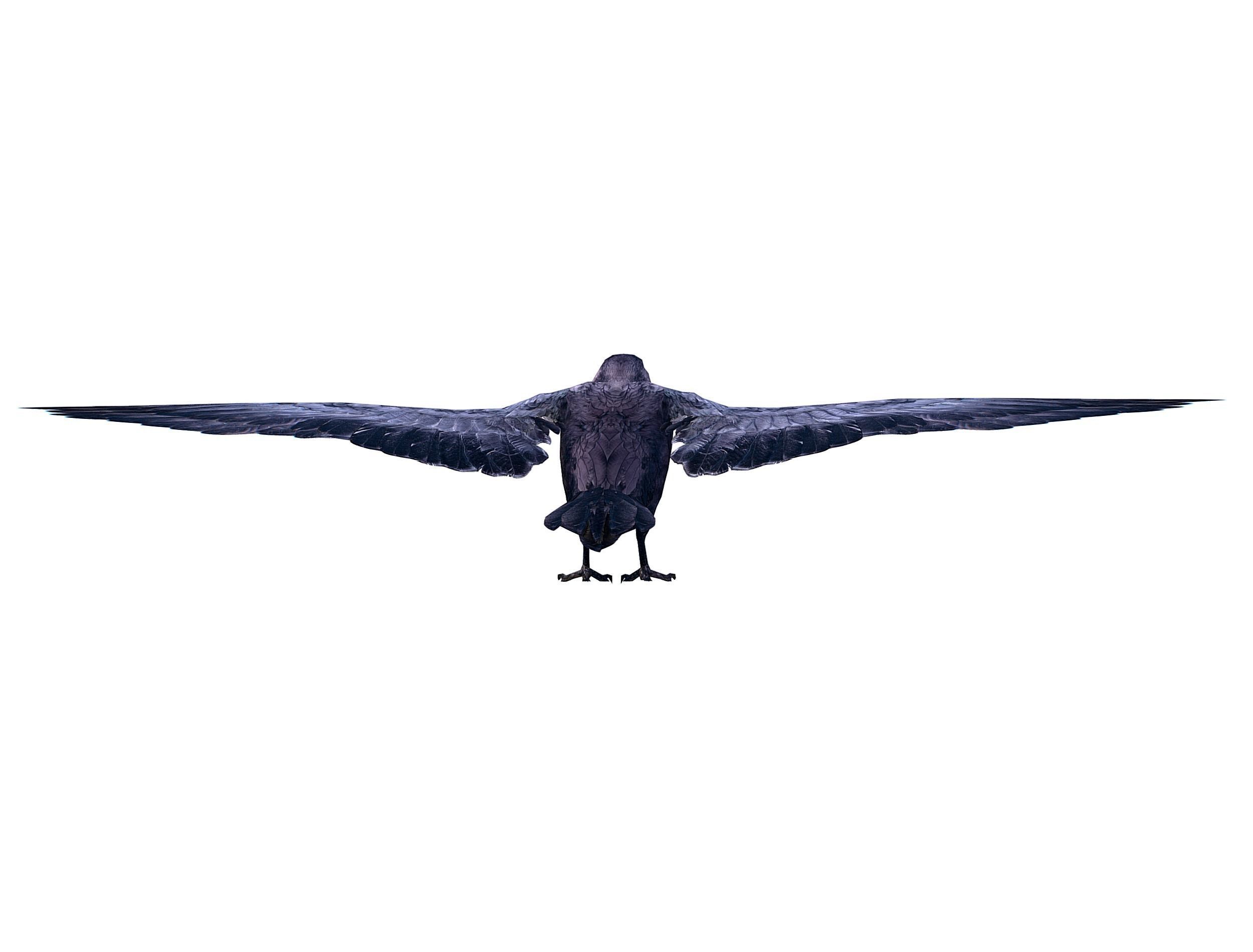 Low Poly Black Raven Wild Bird Crow Low-poly 3D model_22