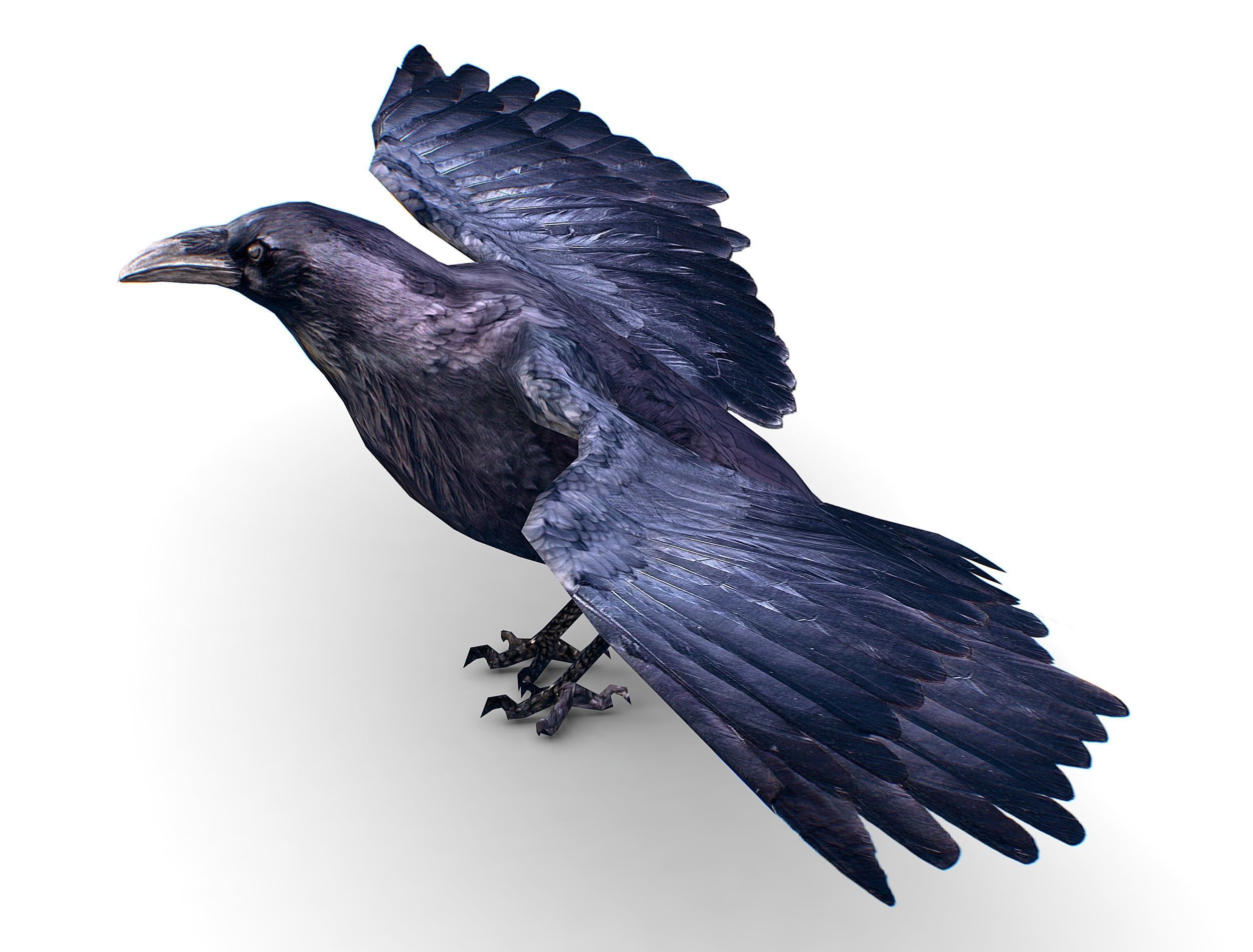 Low Poly Black Raven Wild Bird Crow Low-poly 3D model_16