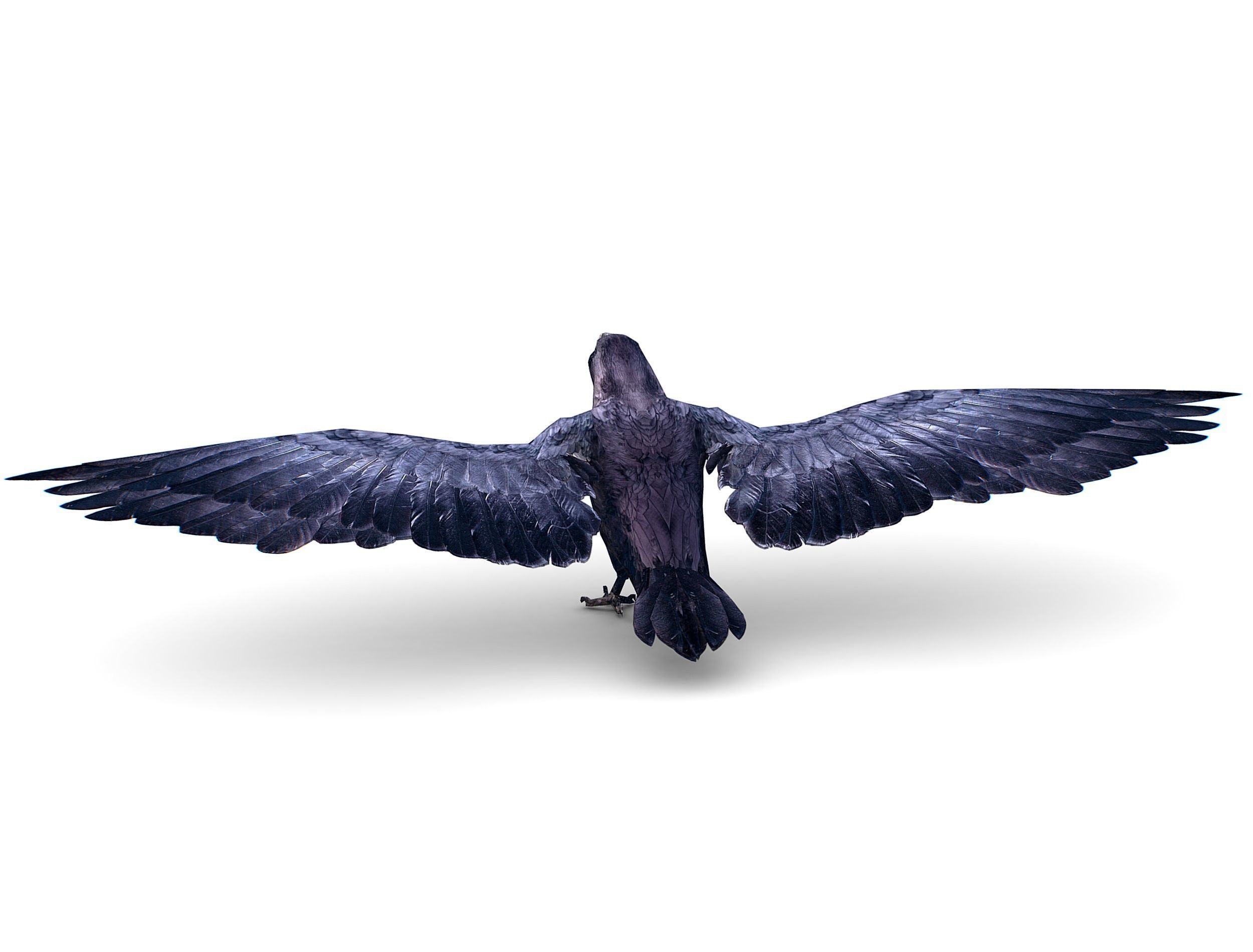 Low Poly Black Raven Wild Bird Crow Low-poly 3D model_11