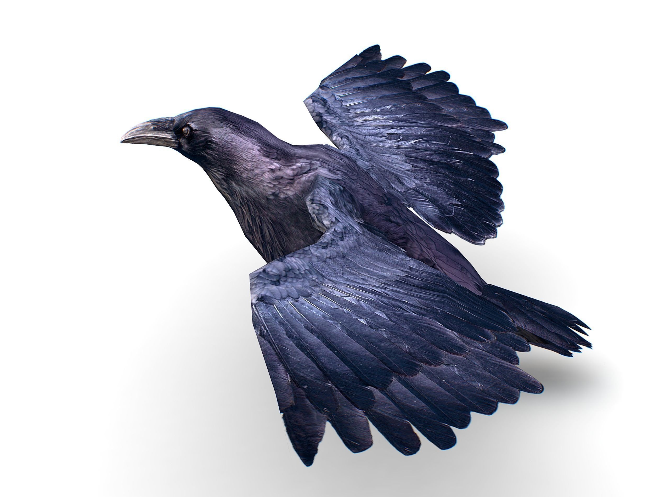 Low Poly Black Raven Wild Bird Crow Low-poly 3D model_15