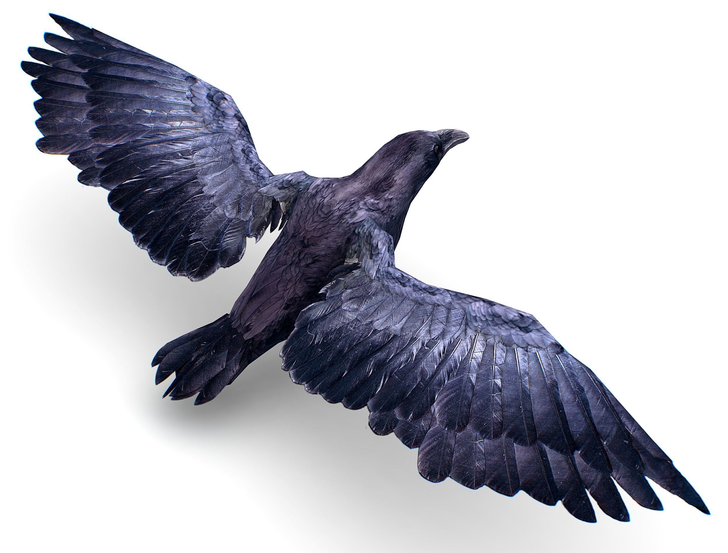 Low Poly Black Raven Wild Bird Crow Low-poly 3D model_26