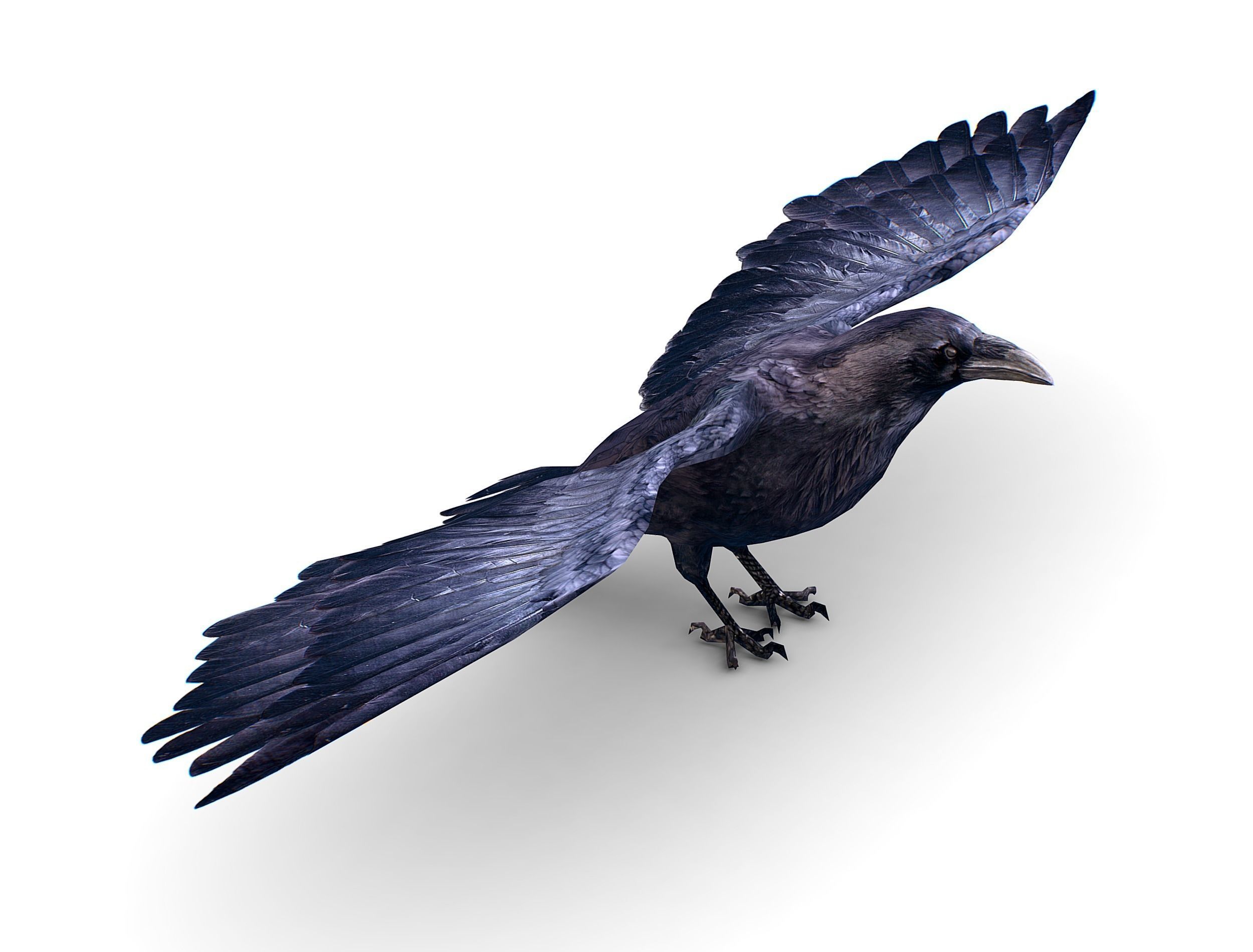 Low Poly Black Raven Wild Bird Crow Low-poly 3D model_1