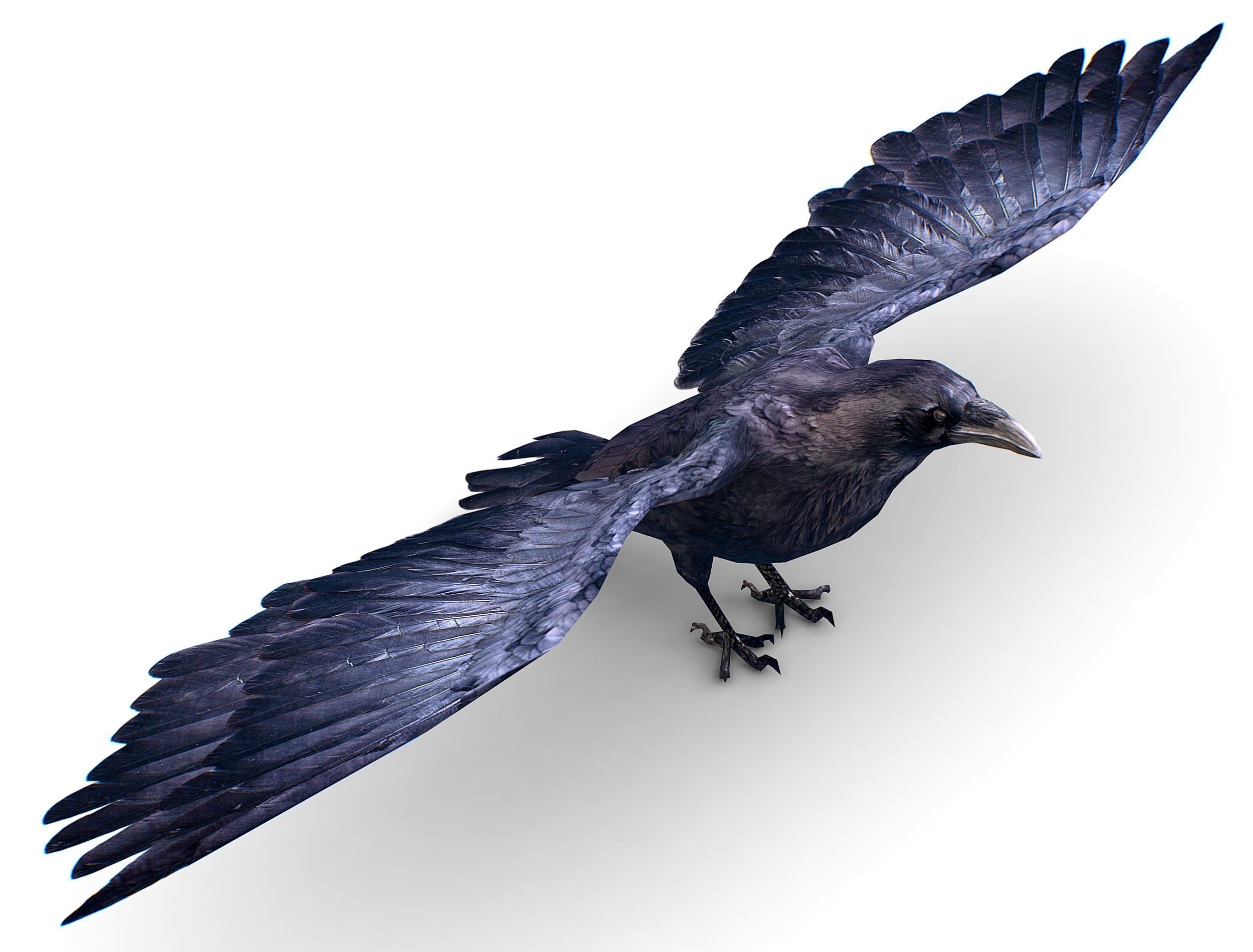 Low Poly Black Raven Wild Bird Crow Low-poly 3D model_25