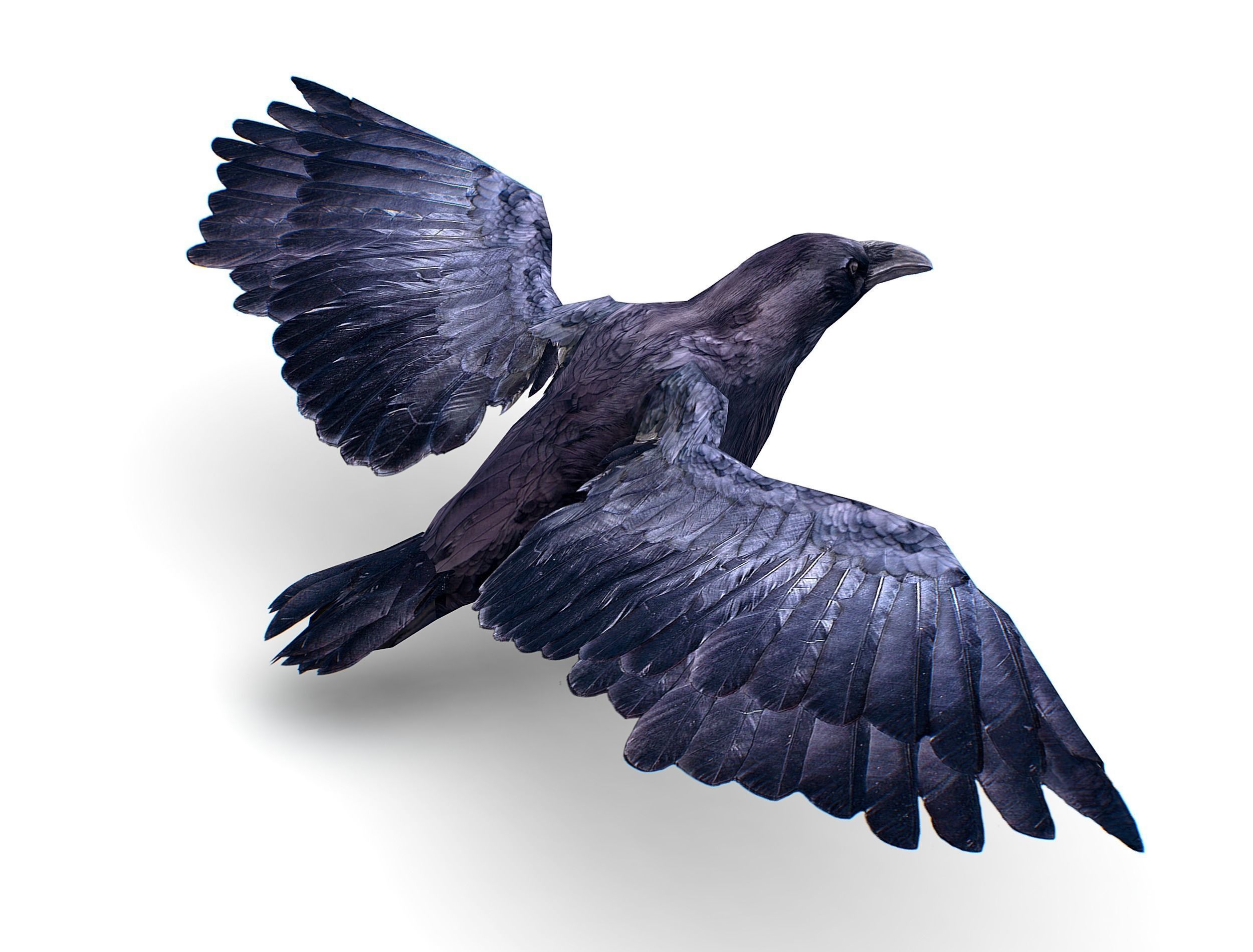 Low Poly Black Raven Wild Bird Crow Low-poly 3D model_5