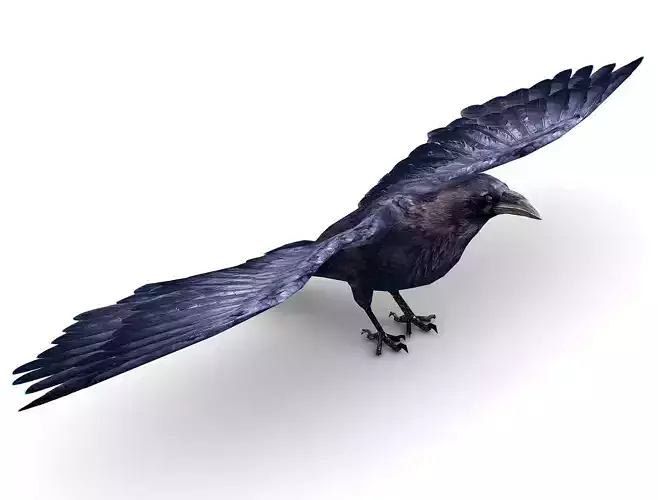 Low Poly Black Raven Wild Bird Crow