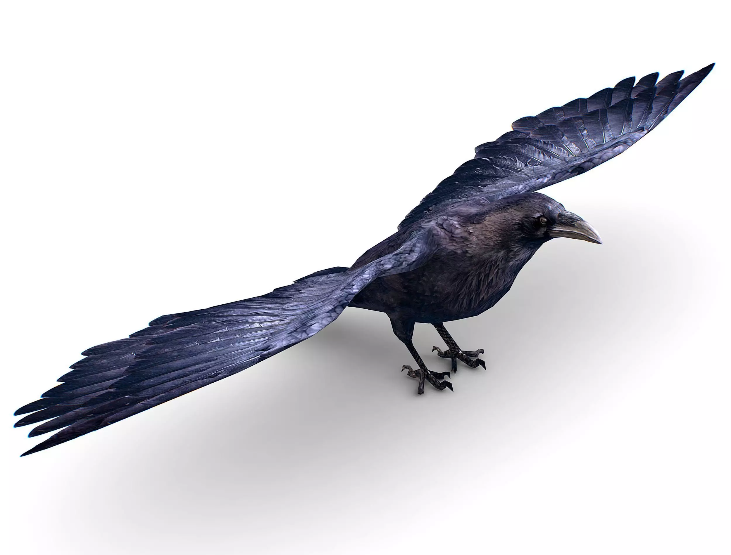 Low Poly Black Raven Wild Bird Crow Low-poly 3D model_0