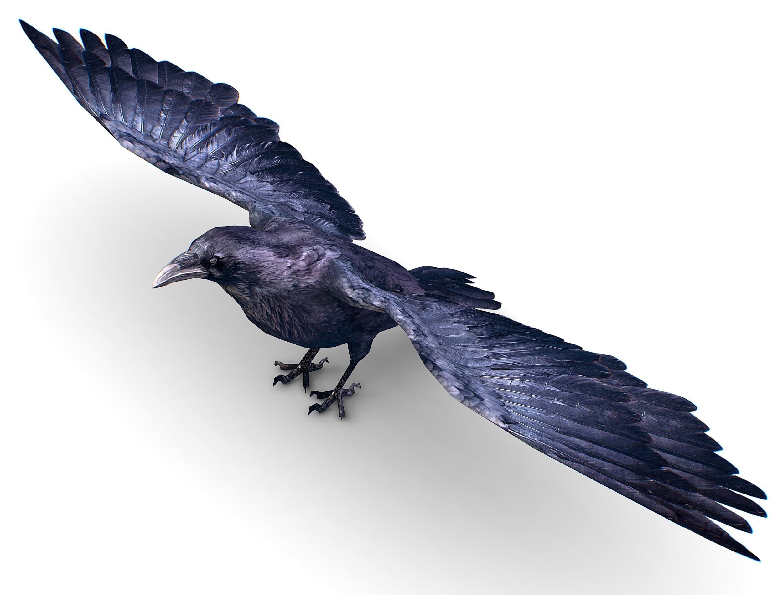 Low Poly Black Raven Wild Bird Crow Low-poly 3D model_24