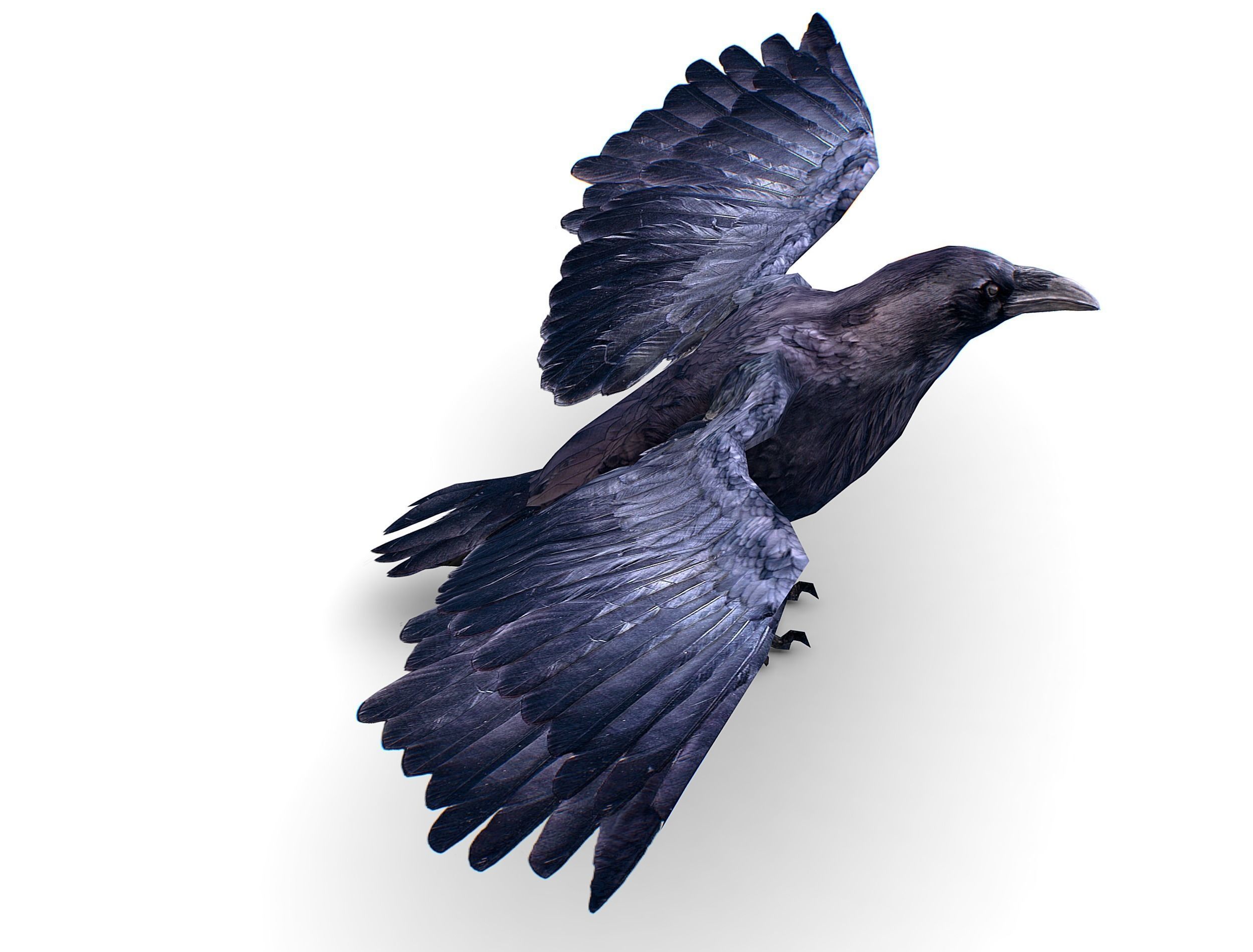 Low Poly Black Raven Wild Bird Crow Low-poly 3D model_3