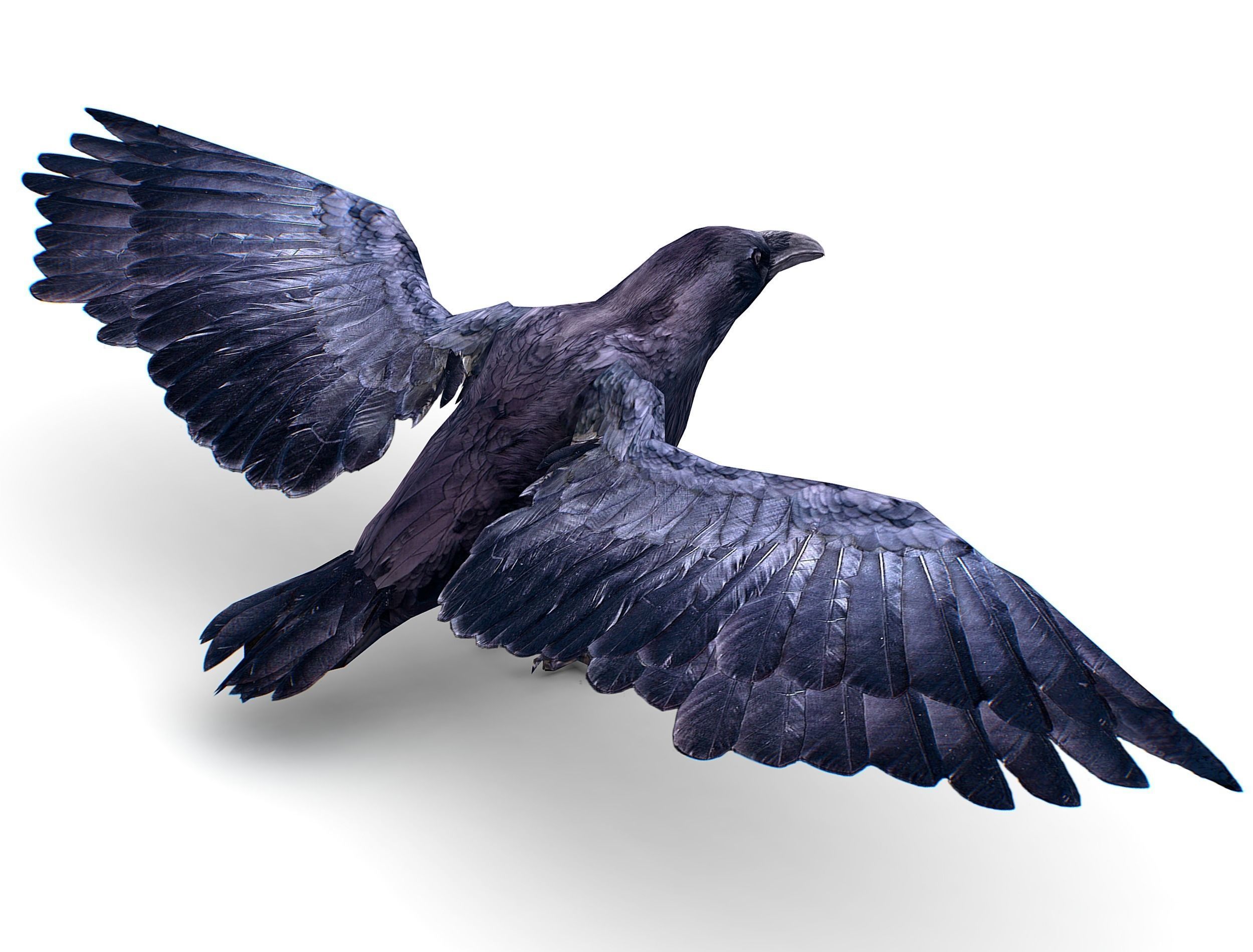 Low Poly Black Raven Wild Bird Crow Low-poly 3D model_6