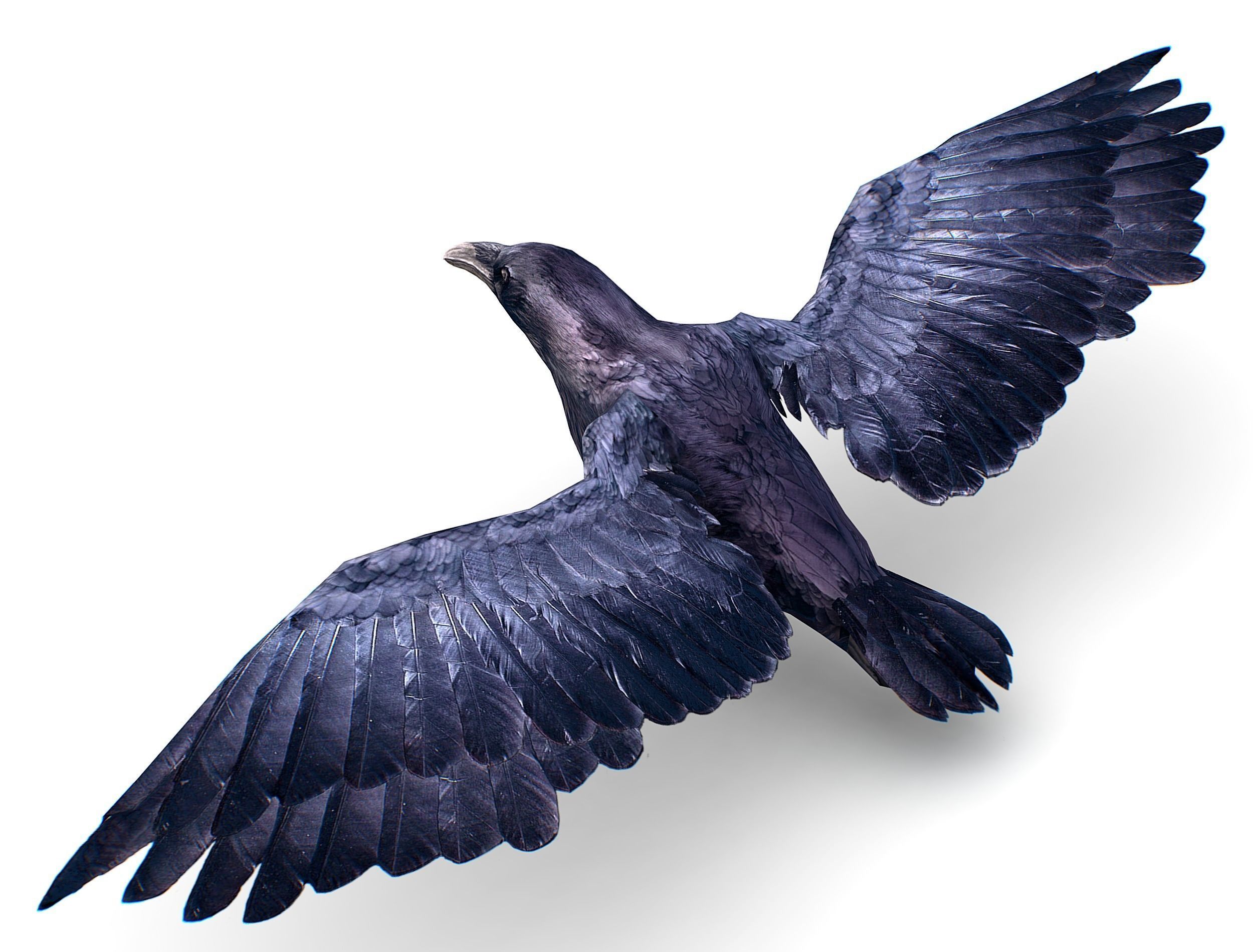 Low Poly Black Raven Wild Bird Crow Low-poly 3D model_27