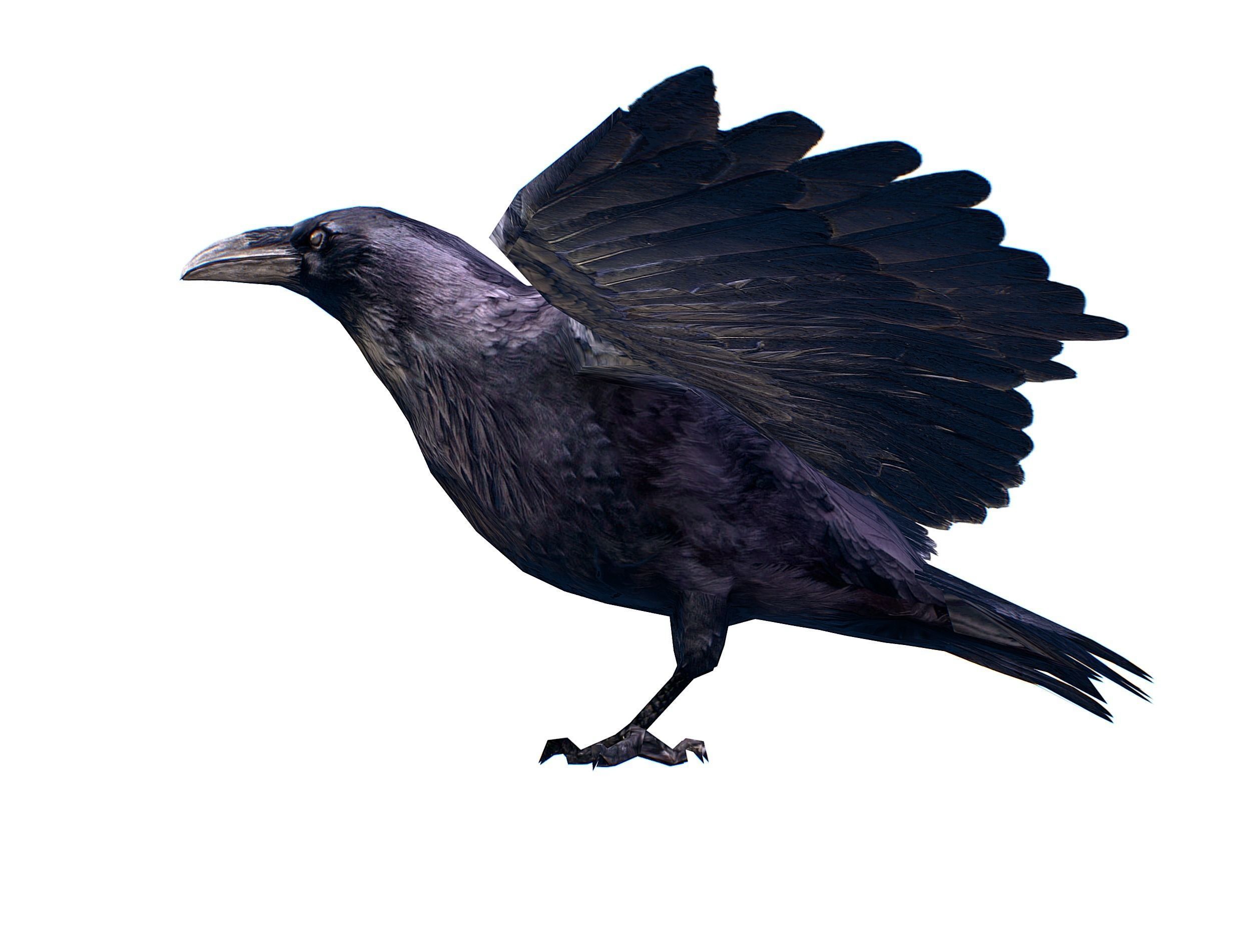 Low Poly Black Raven Wild Bird Crow Low-poly 3D model_23