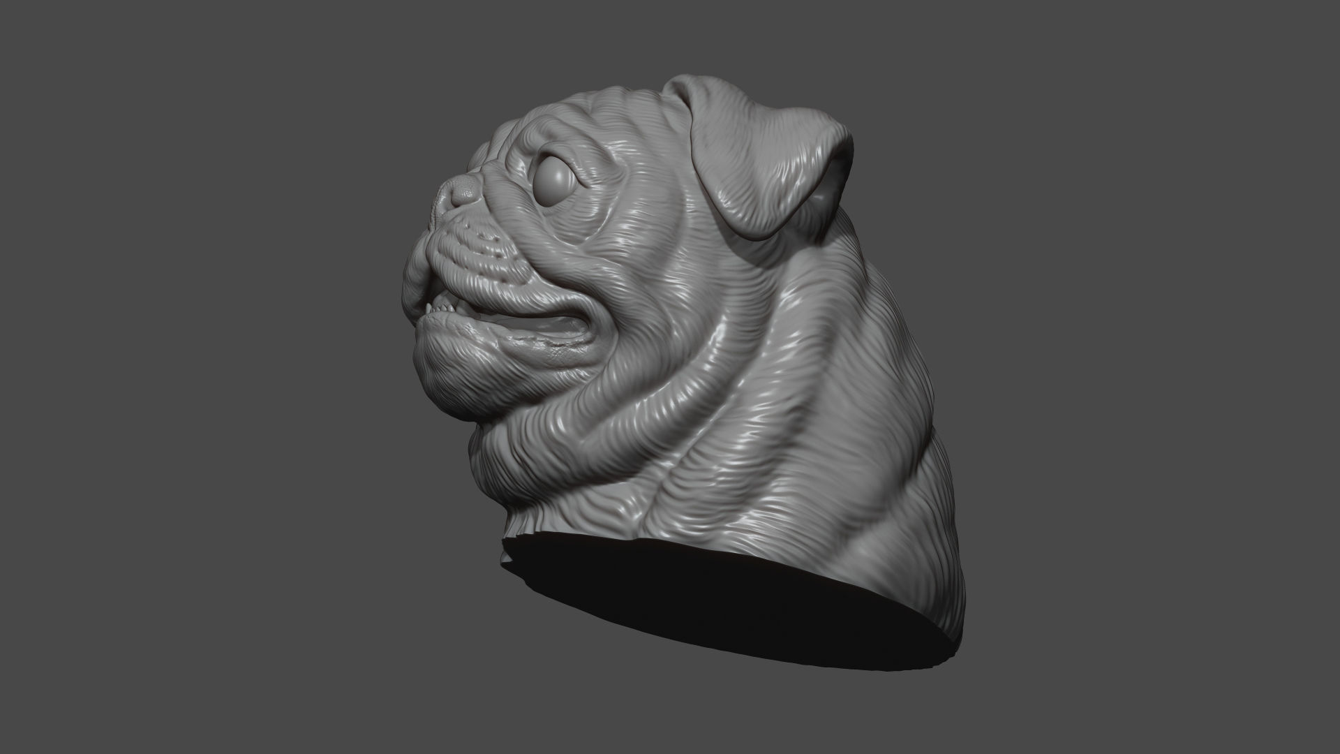 Pug bust version 2 3D print model_9