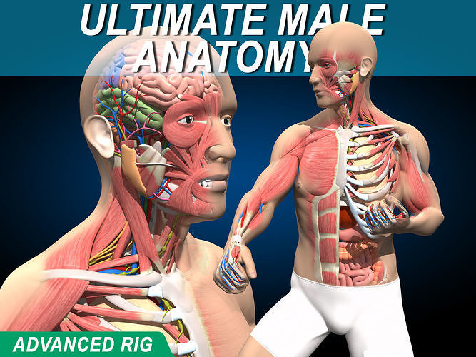 Ultimate Male Anatomy V2 - Advanced Rig 3D model