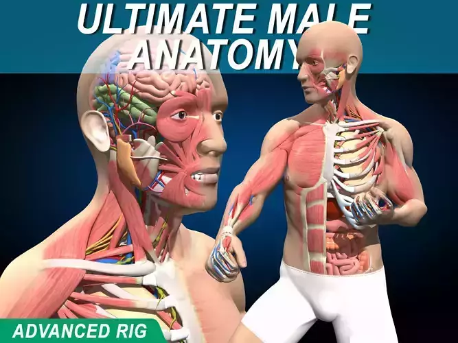 Ultimate Male Anatomy V2 - Advanced Rig