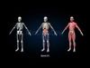 Ultimate Male Anatomy V2 - Advanced Rig 3D model_1